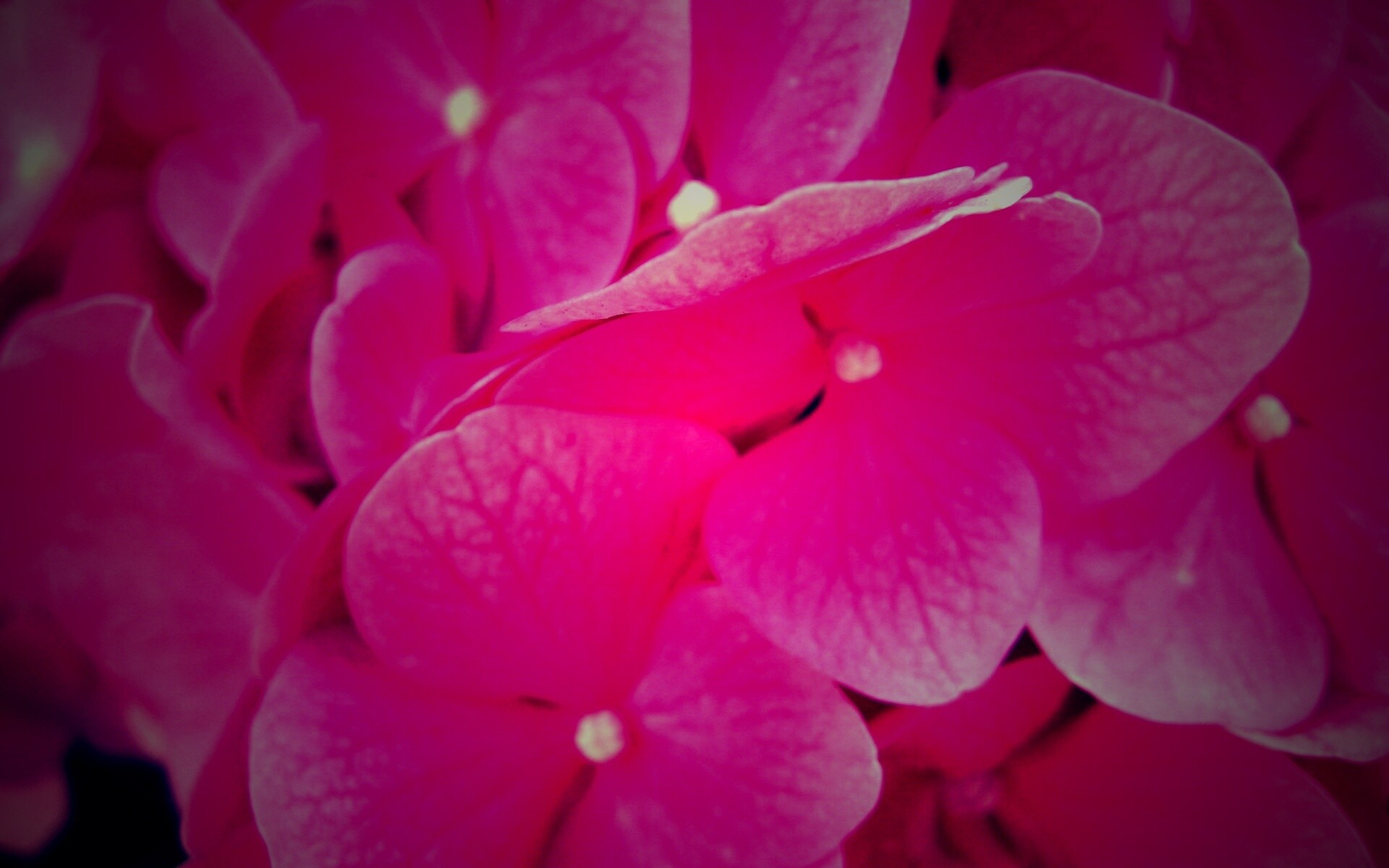 Фиолетовые нежные цветы обои