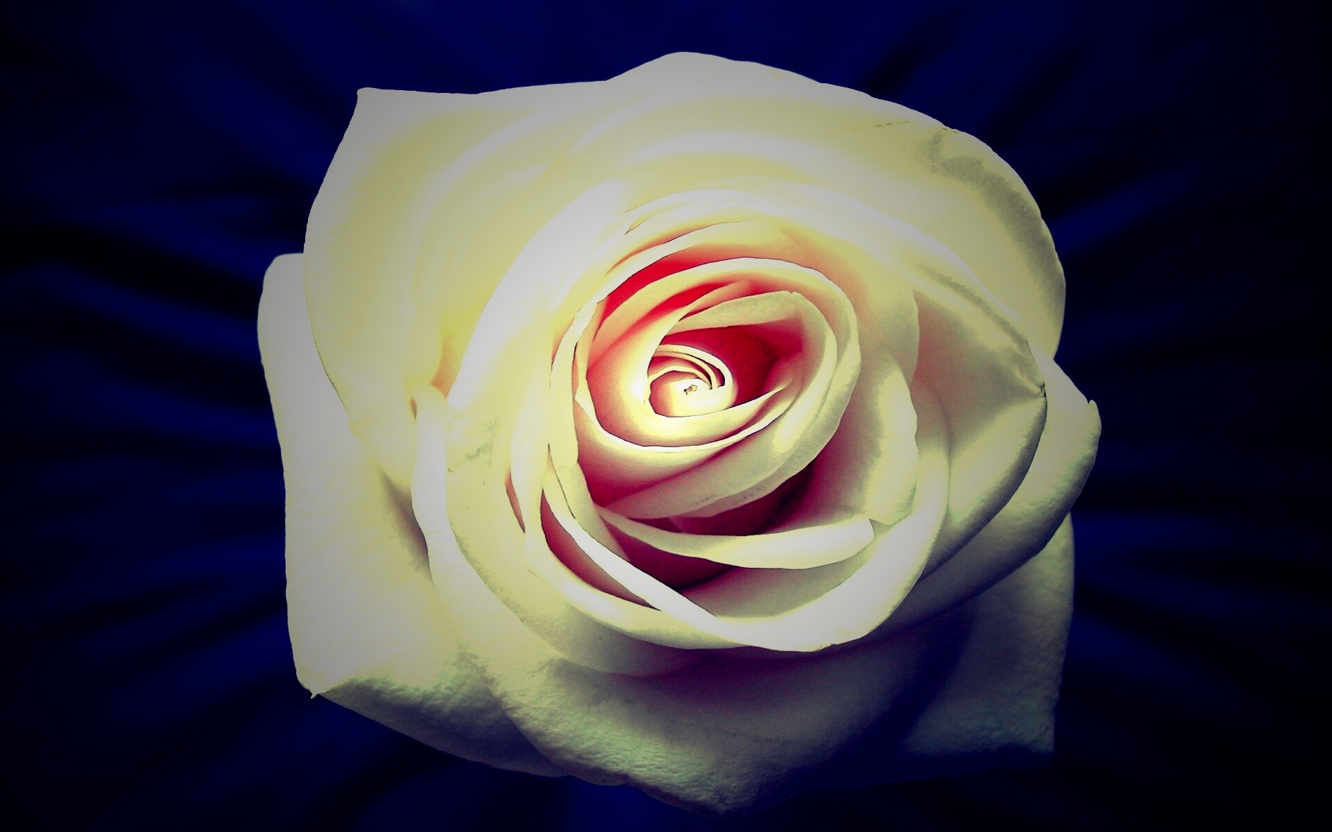 Белая роза на синей ткани обои