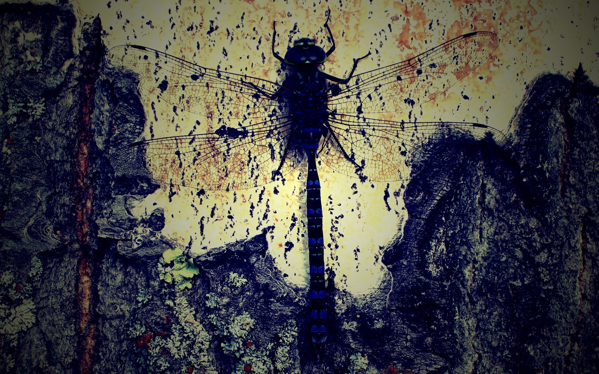 Стрекоза на дереве обои