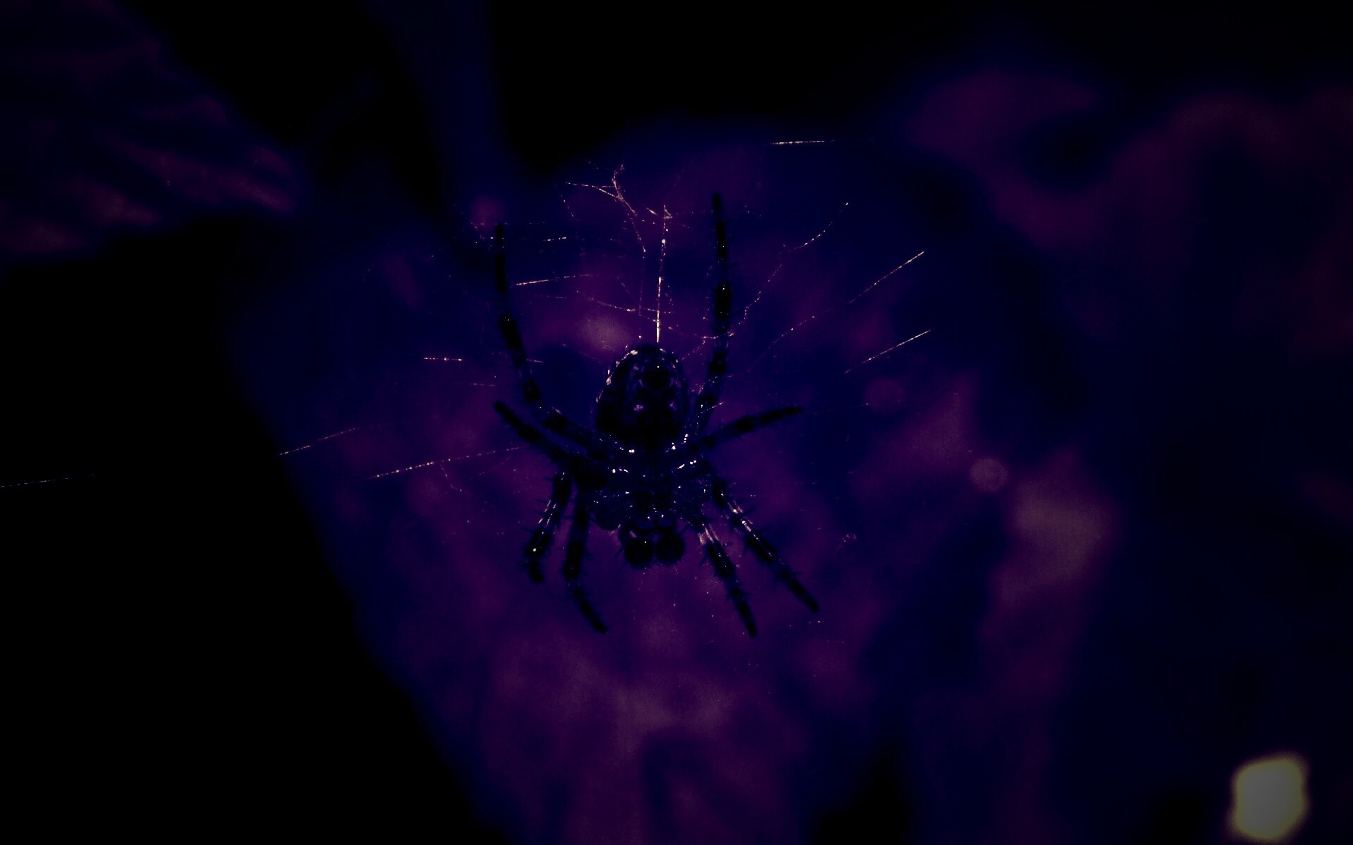 Паук на паутине обои