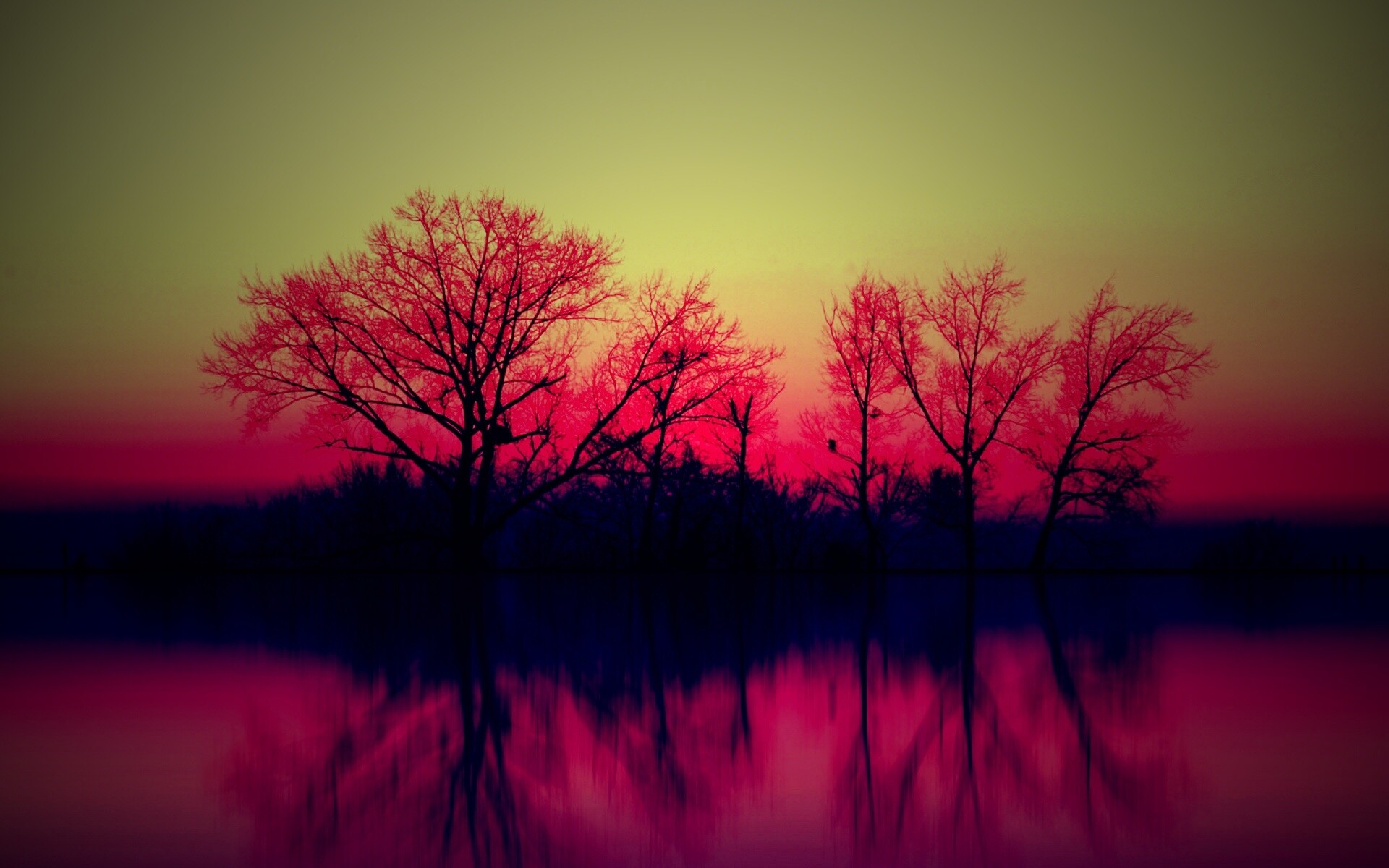 Деревья при закате обои