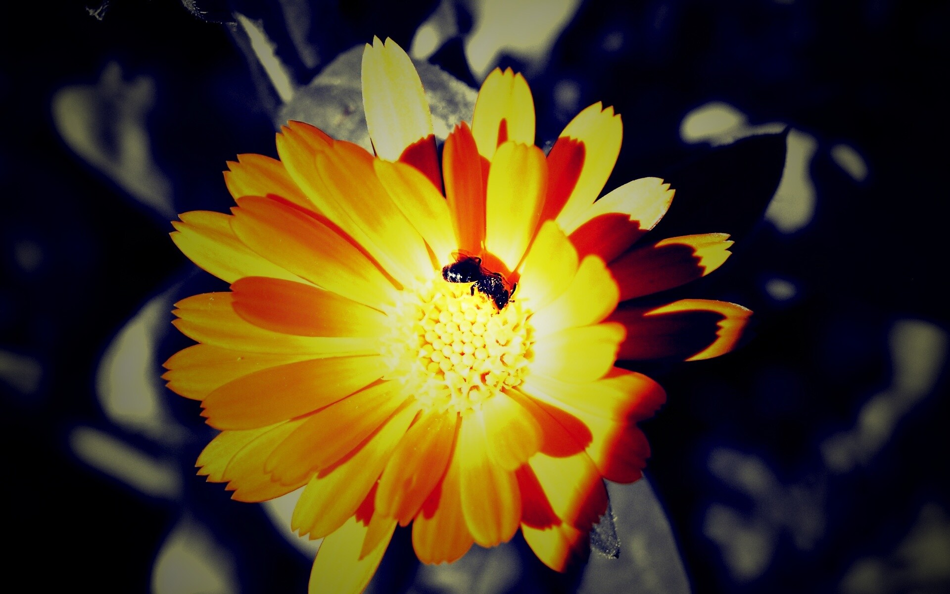 Оса на цветке обои