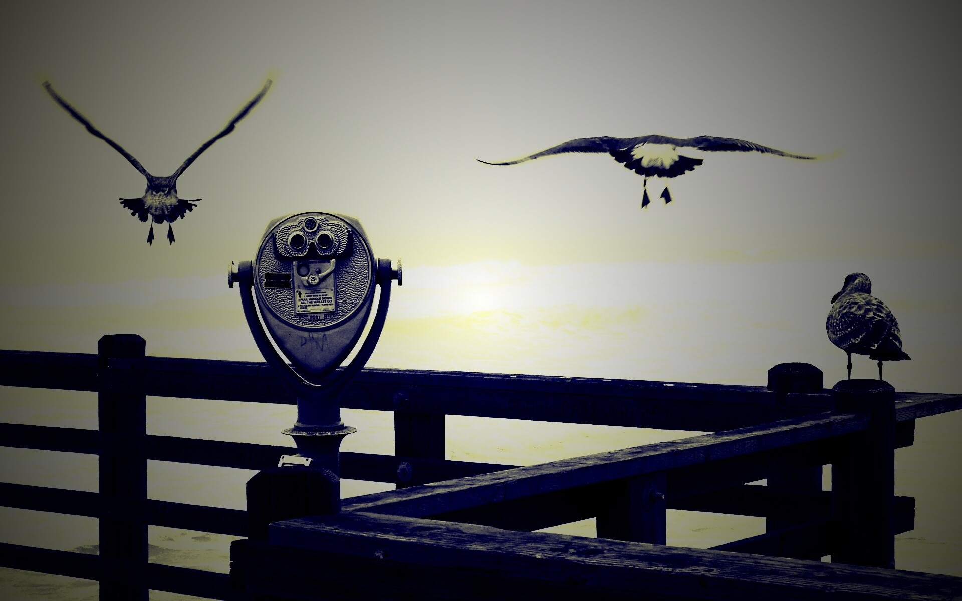 Чайки на перилах пирса обои