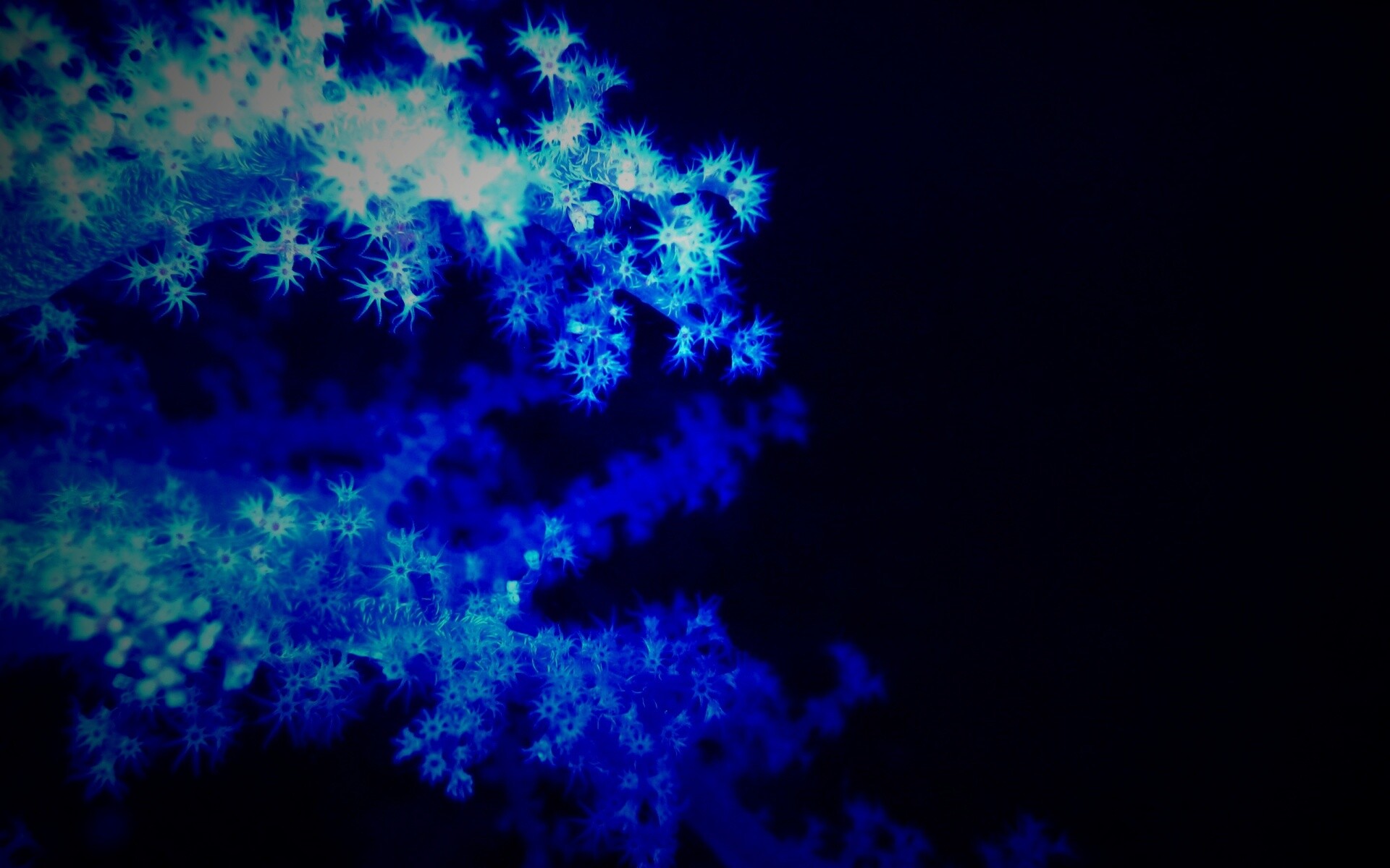 Кораллы обои