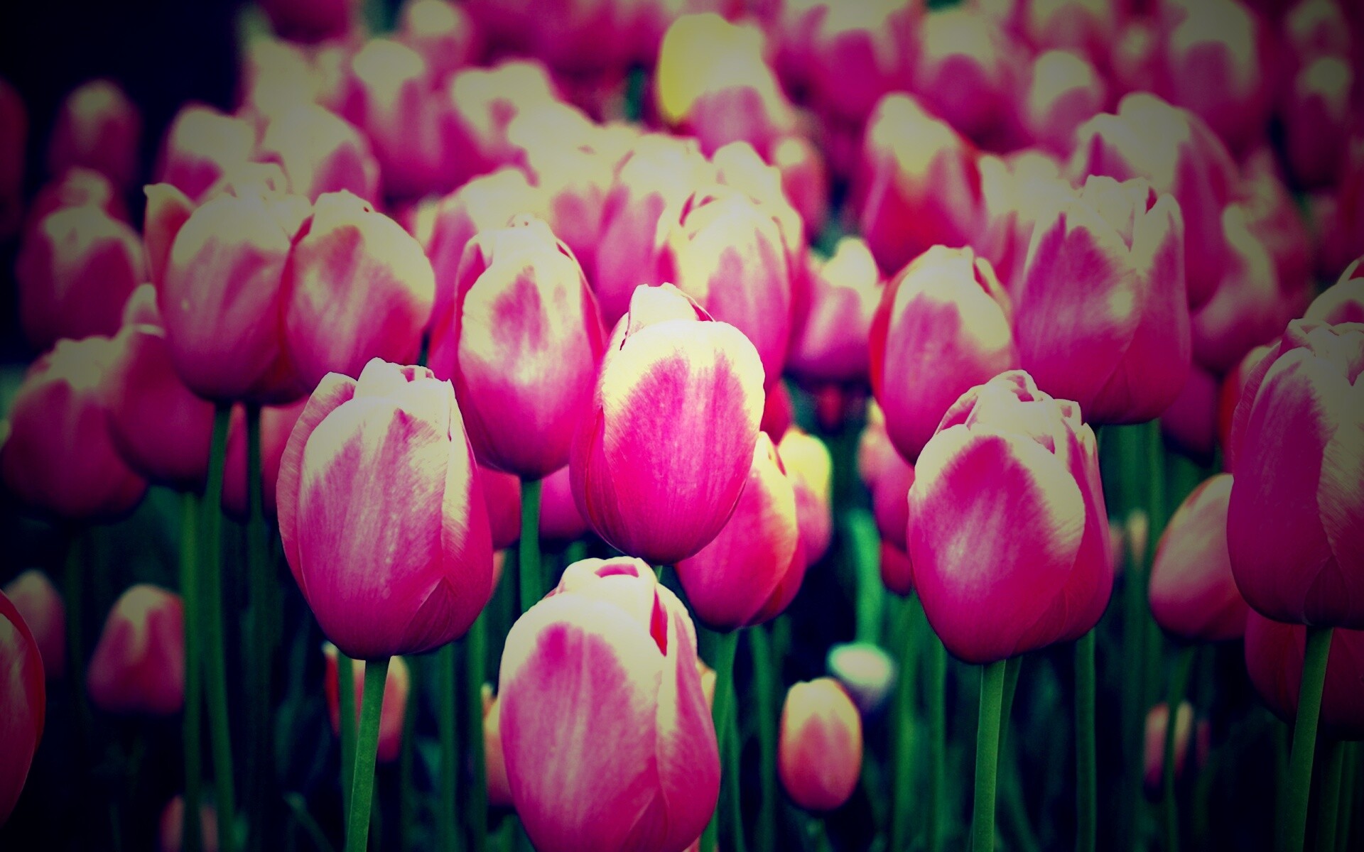 Море розовых тюльпанов обои