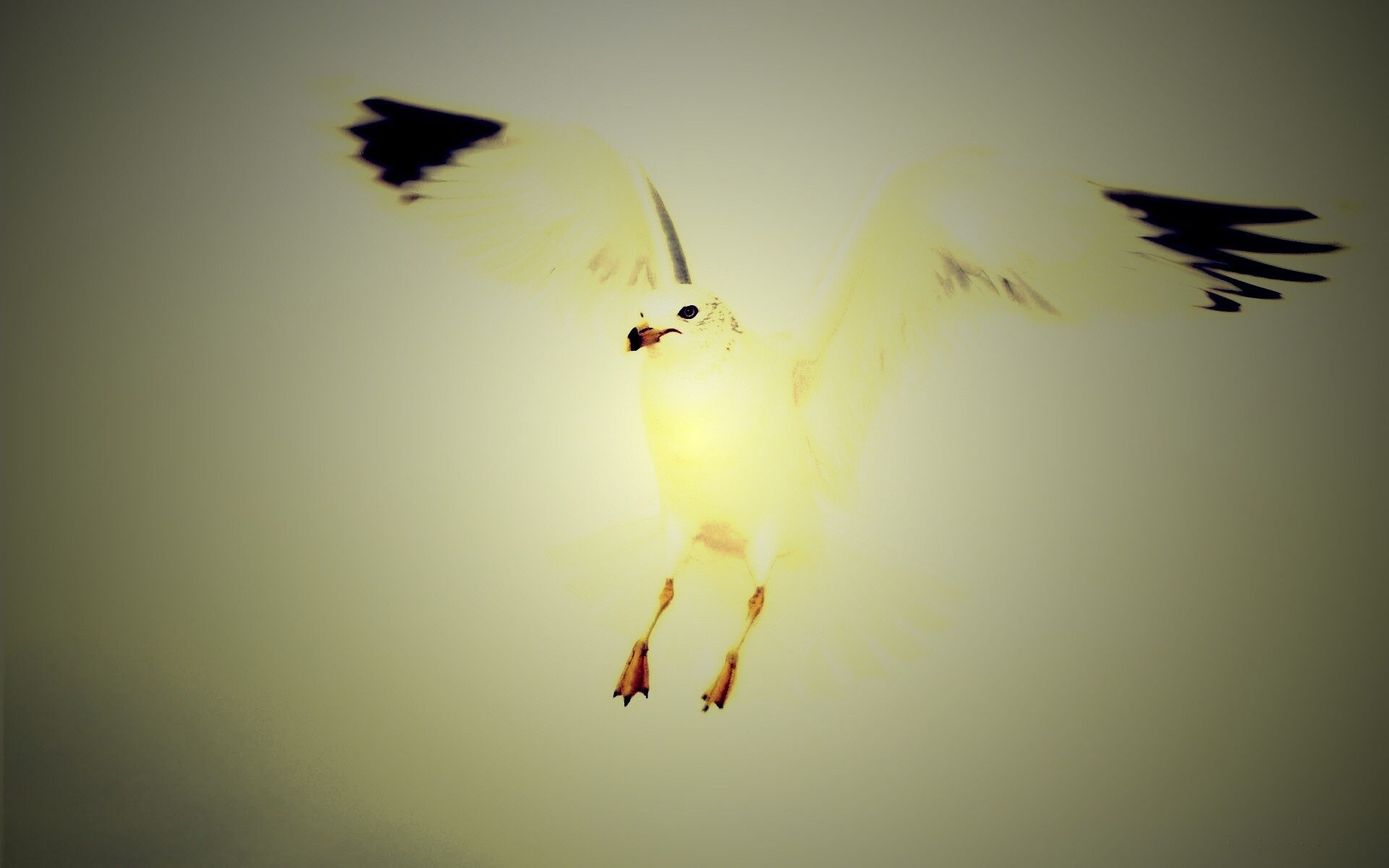 Гордая белая птица обои