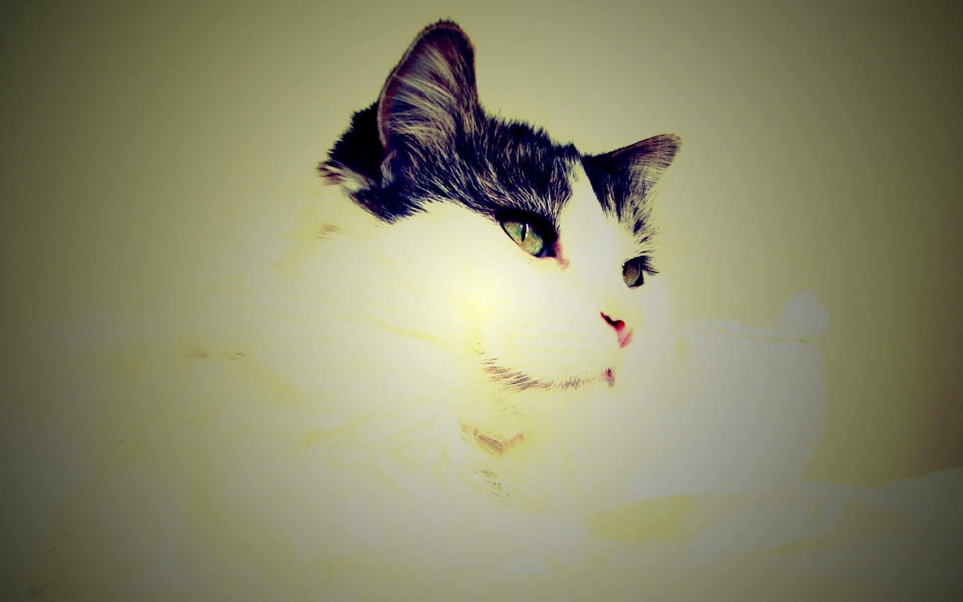 Белый кот с серой макушкой обои