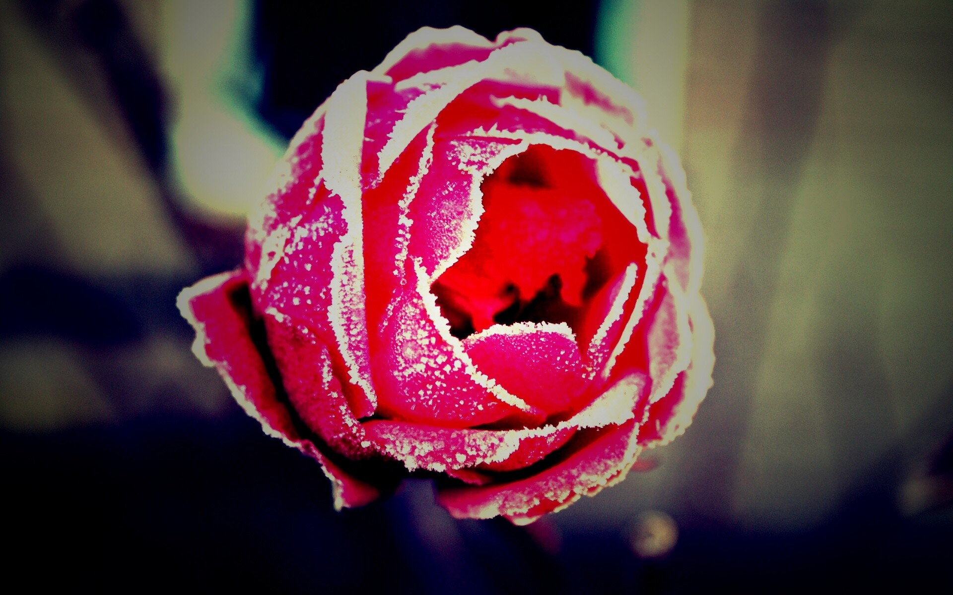 Роза в иние обои