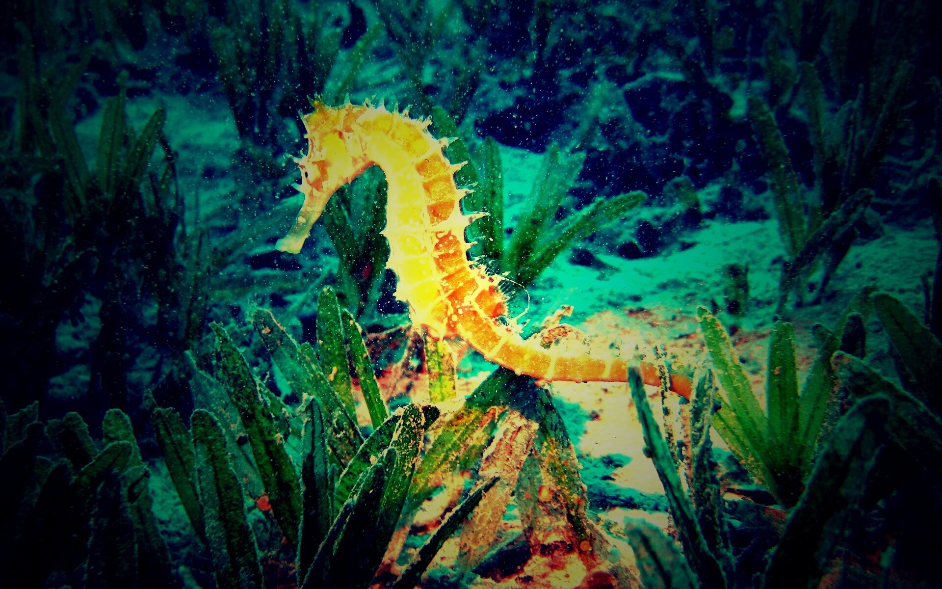 Морской конек обои