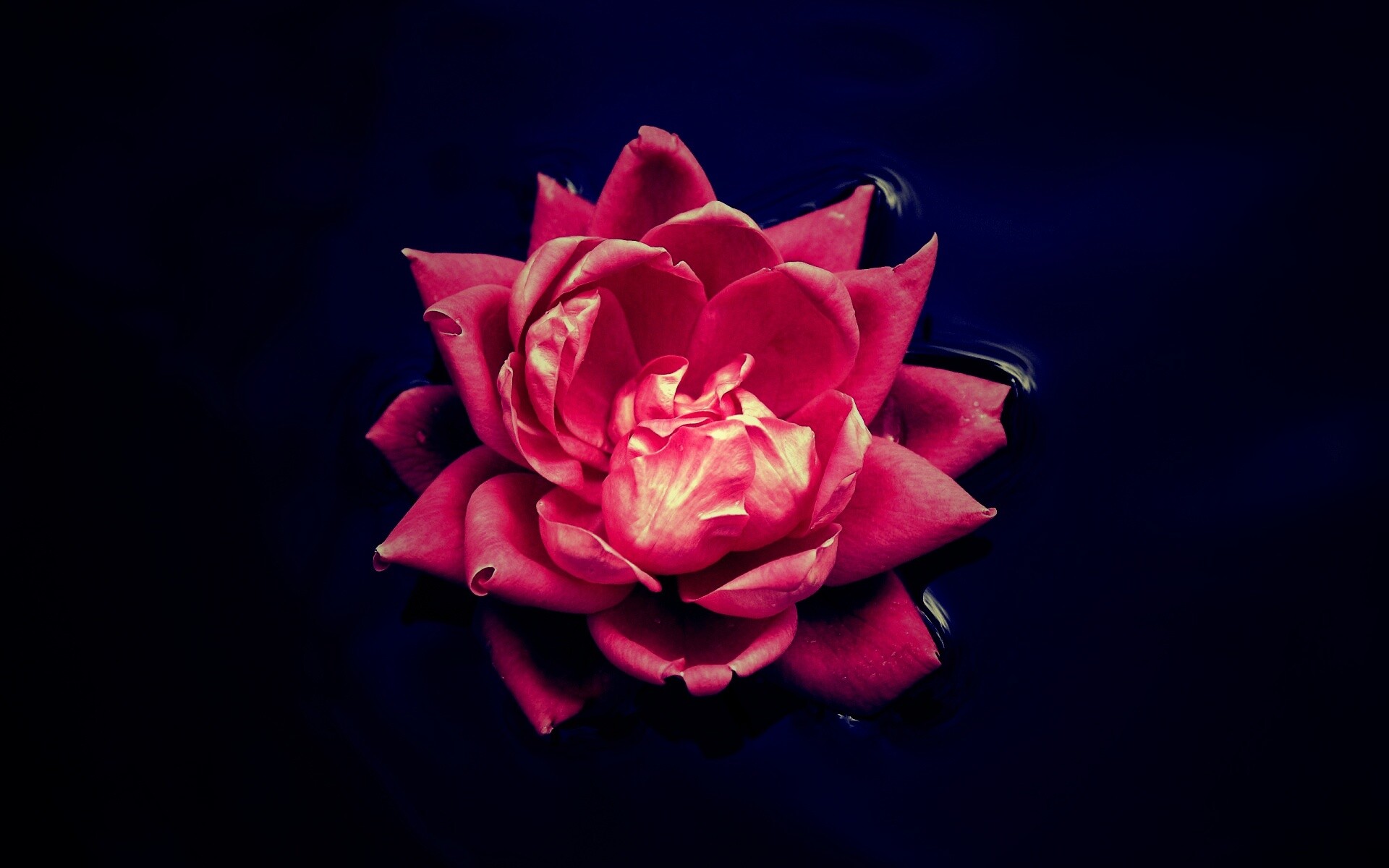 Красивый цветок на воде обои