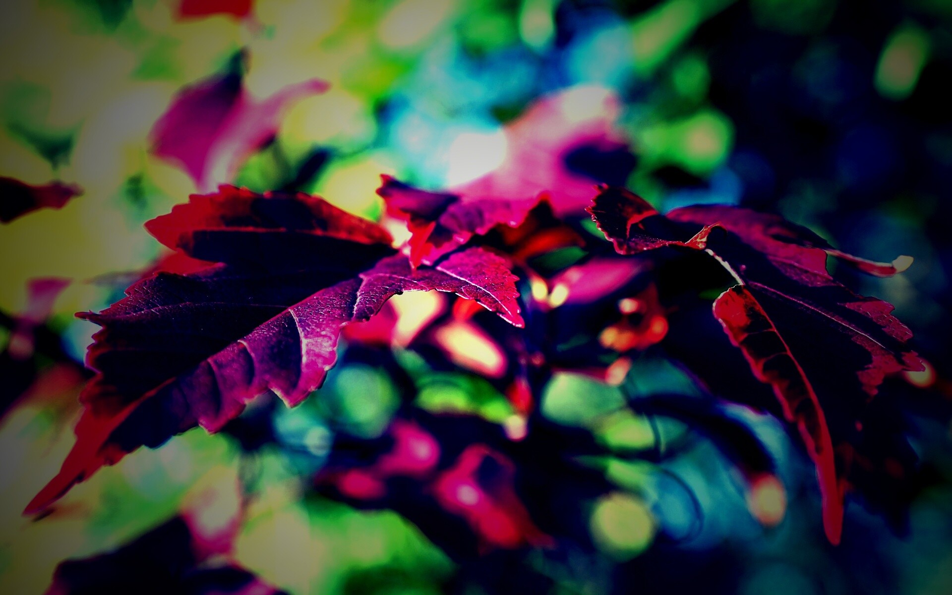 Красивые осенние листья в баговых цветах обои