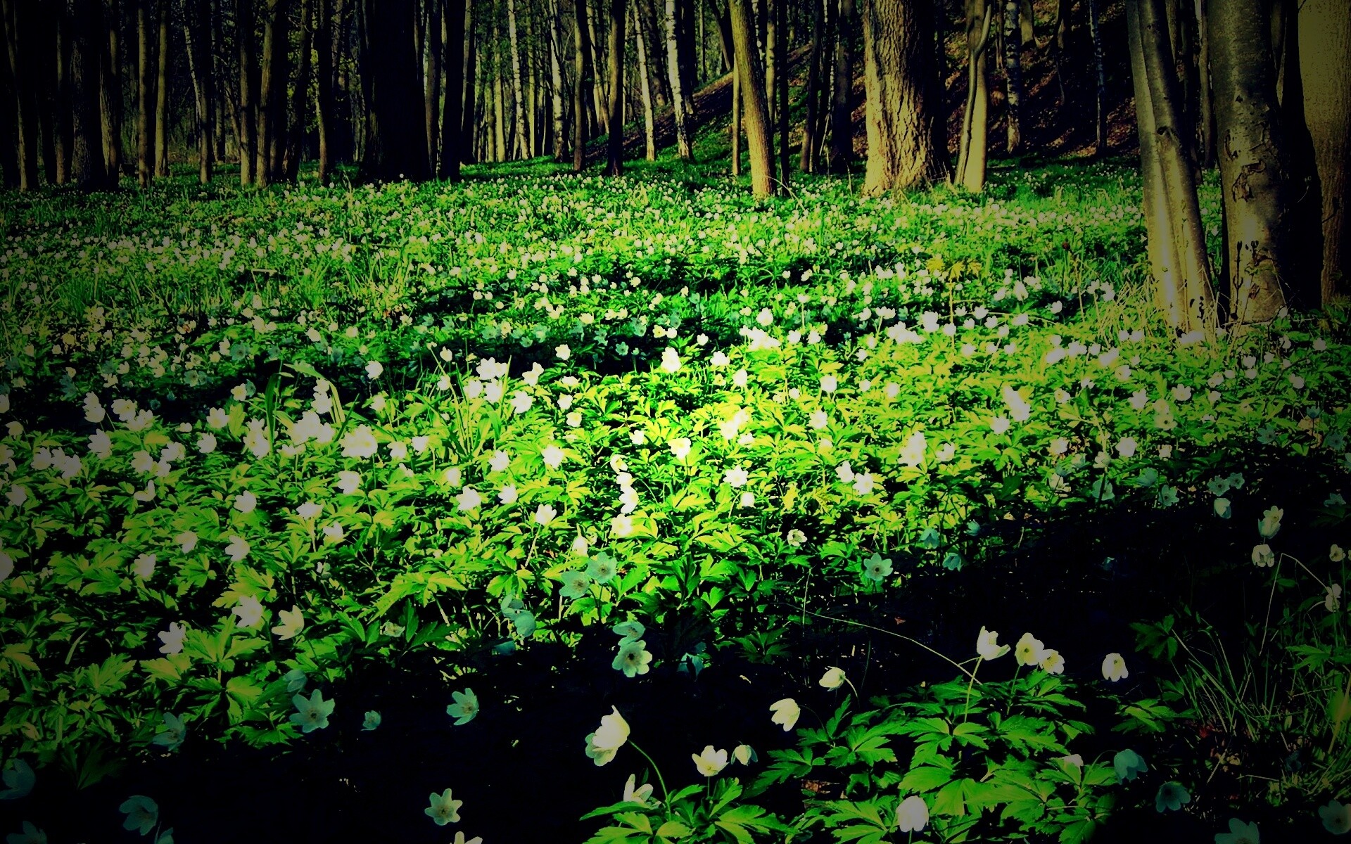 Поляна весенних цветов обои