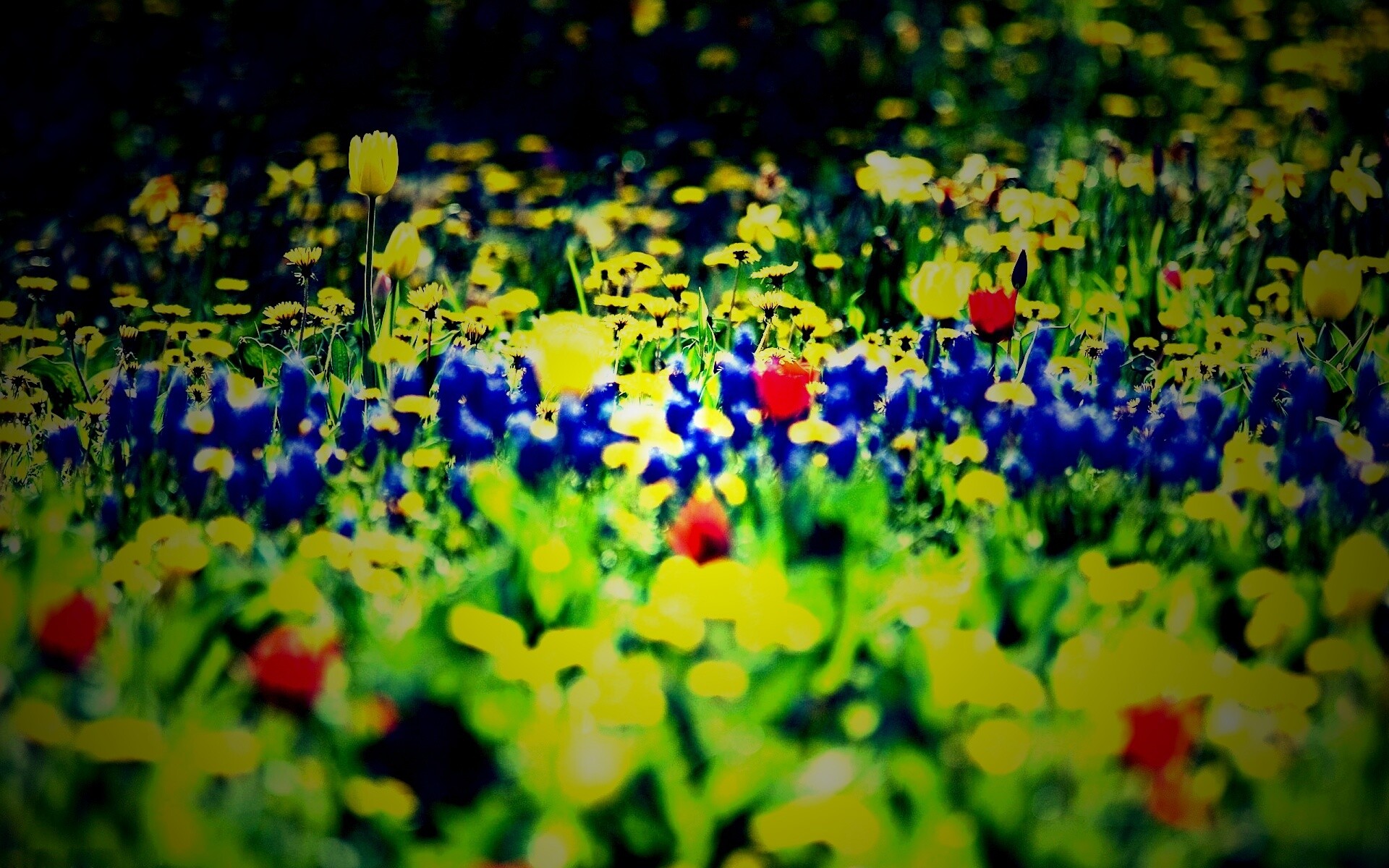 Все краски весны обои