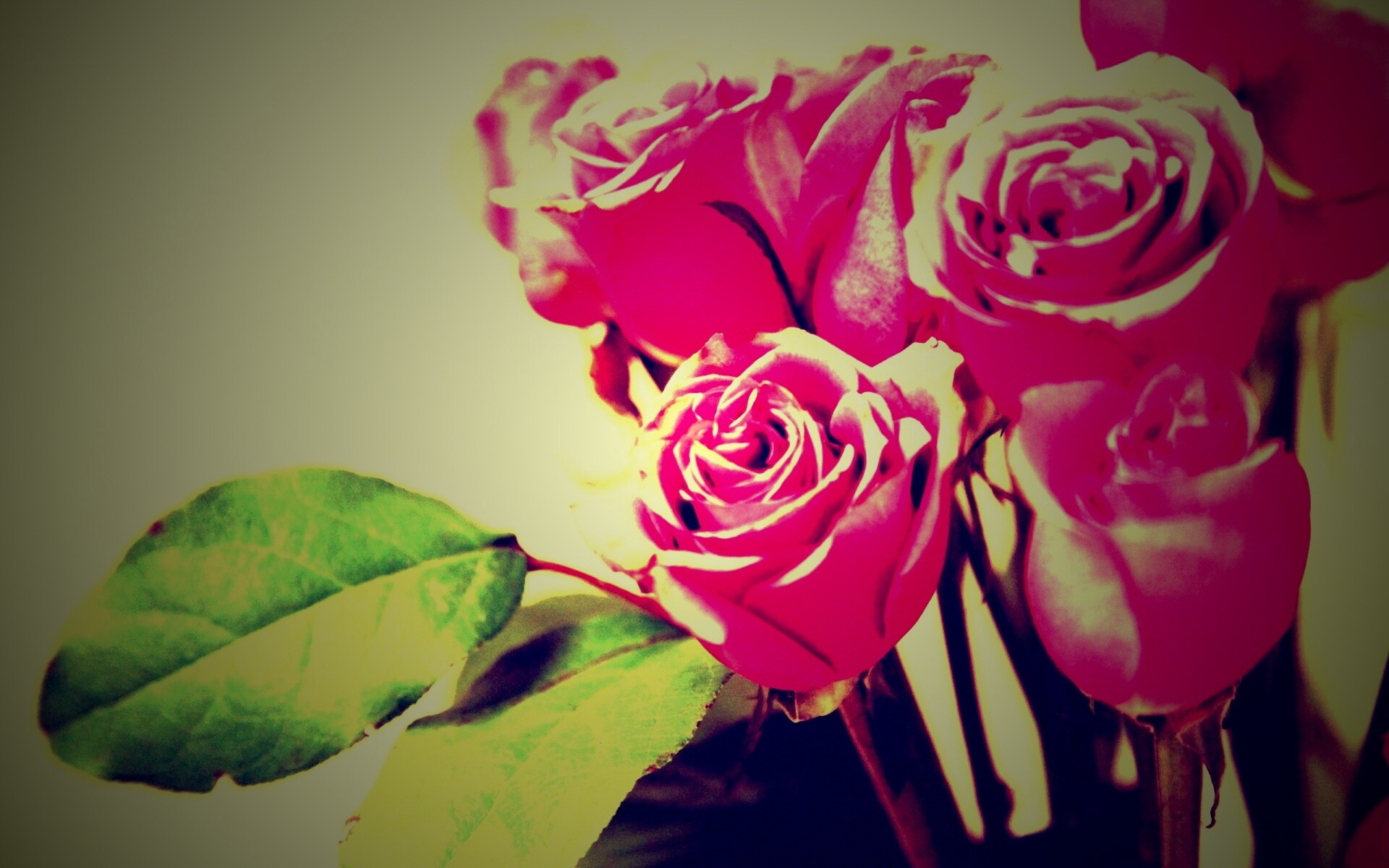 Букет розовых роз обои