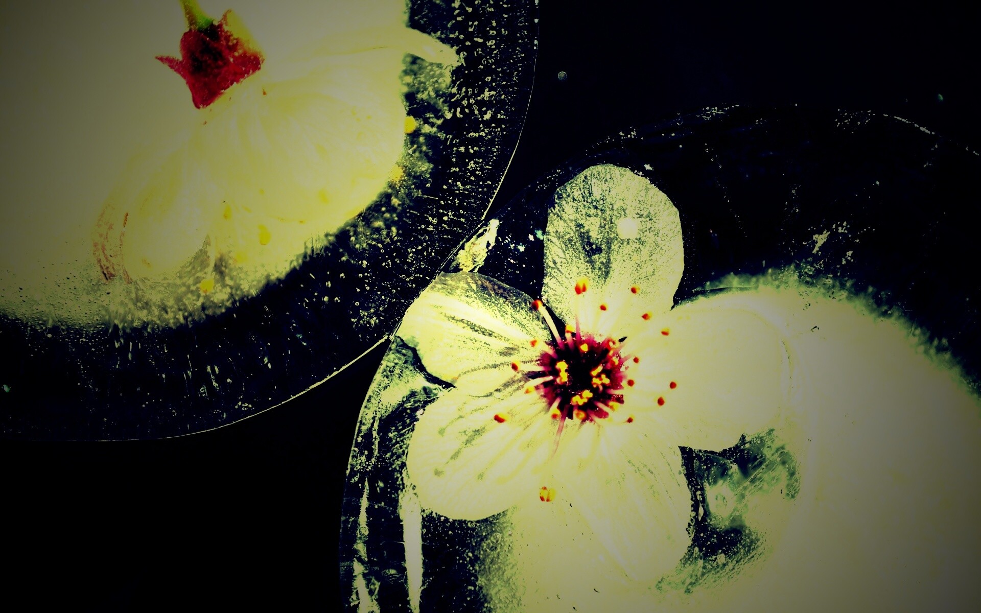 Цветы вишни во льду обои