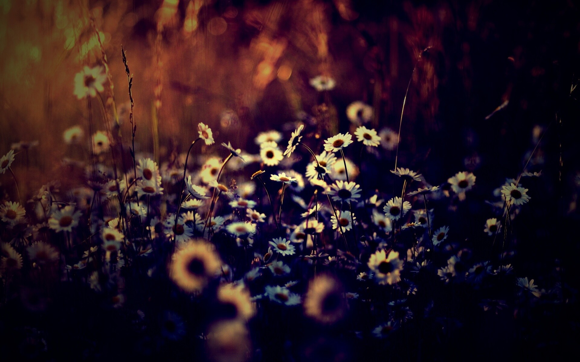 Поле ромашек обои