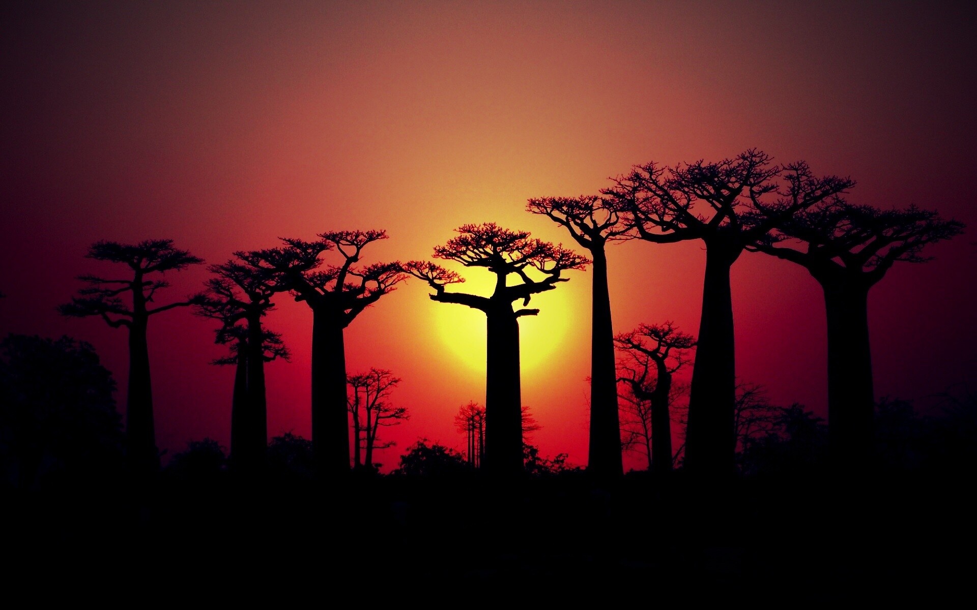 Баобабы на закате обои