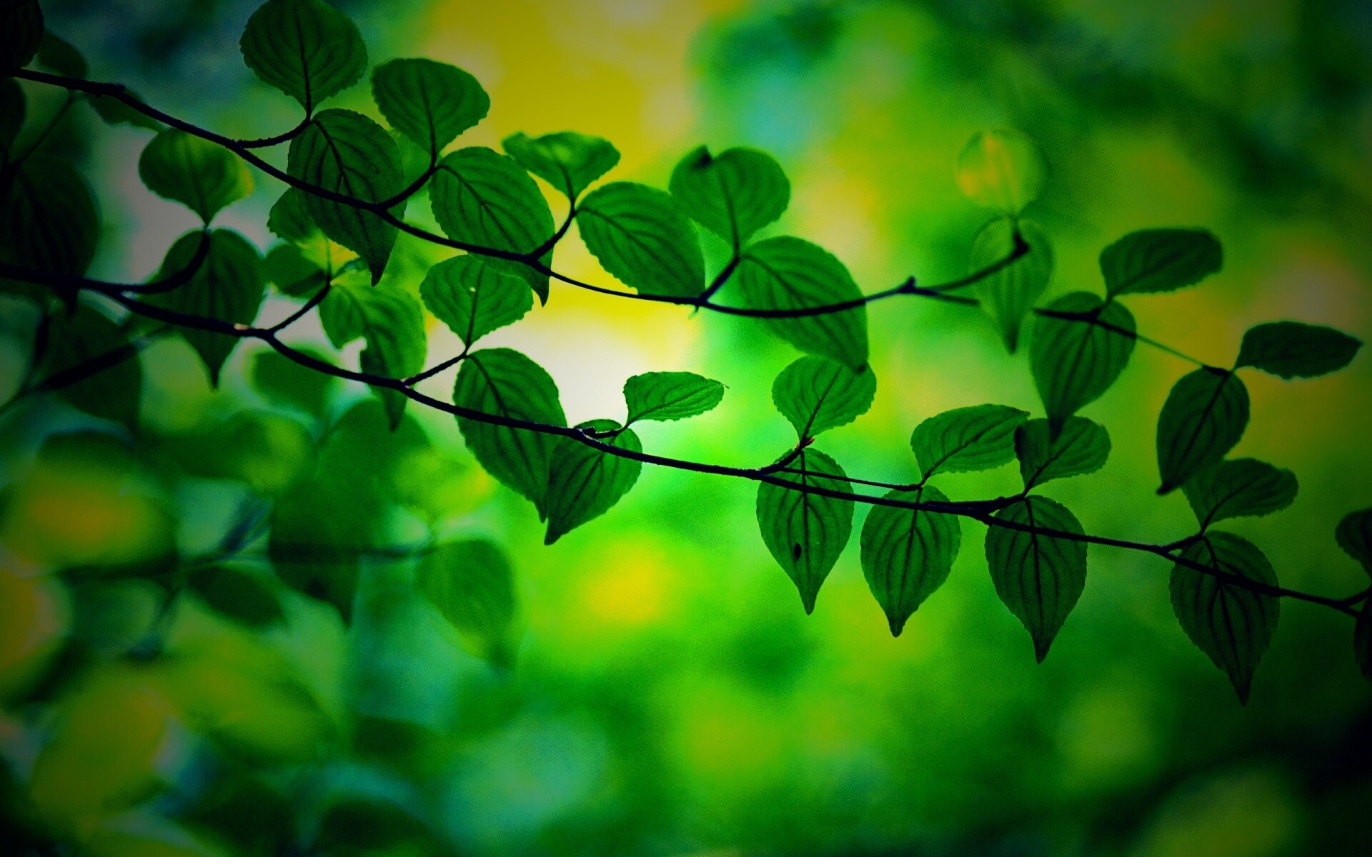 Ветка яркой зелени обои