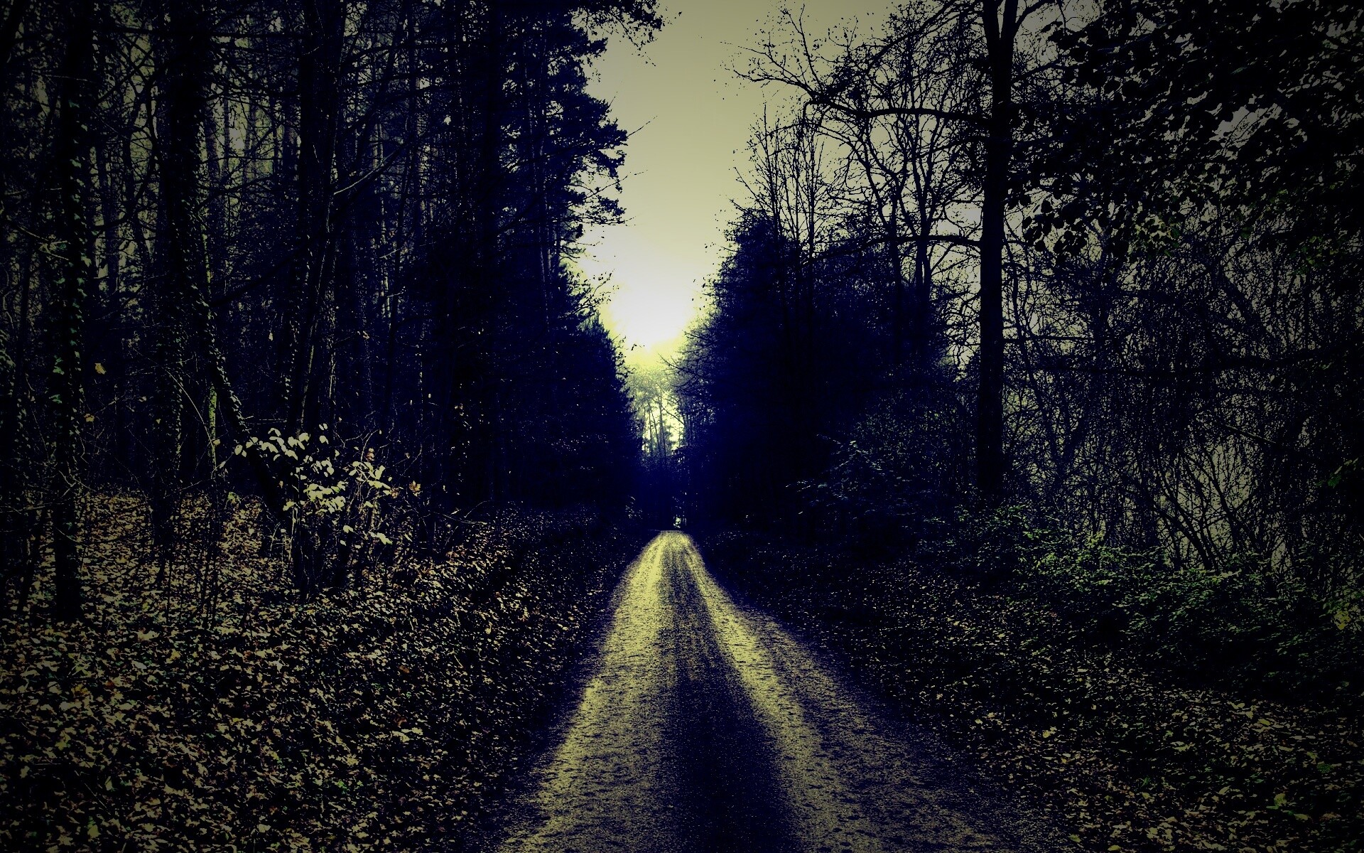 Лесная дорога обои