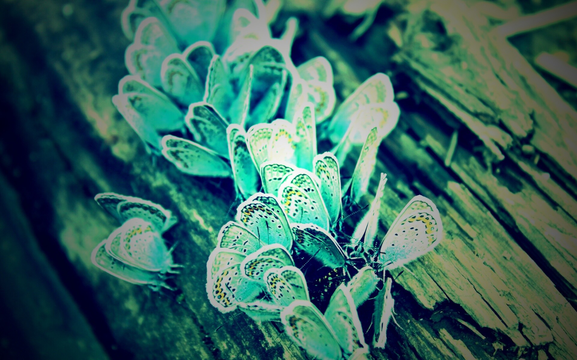 Голубые бабочки обои