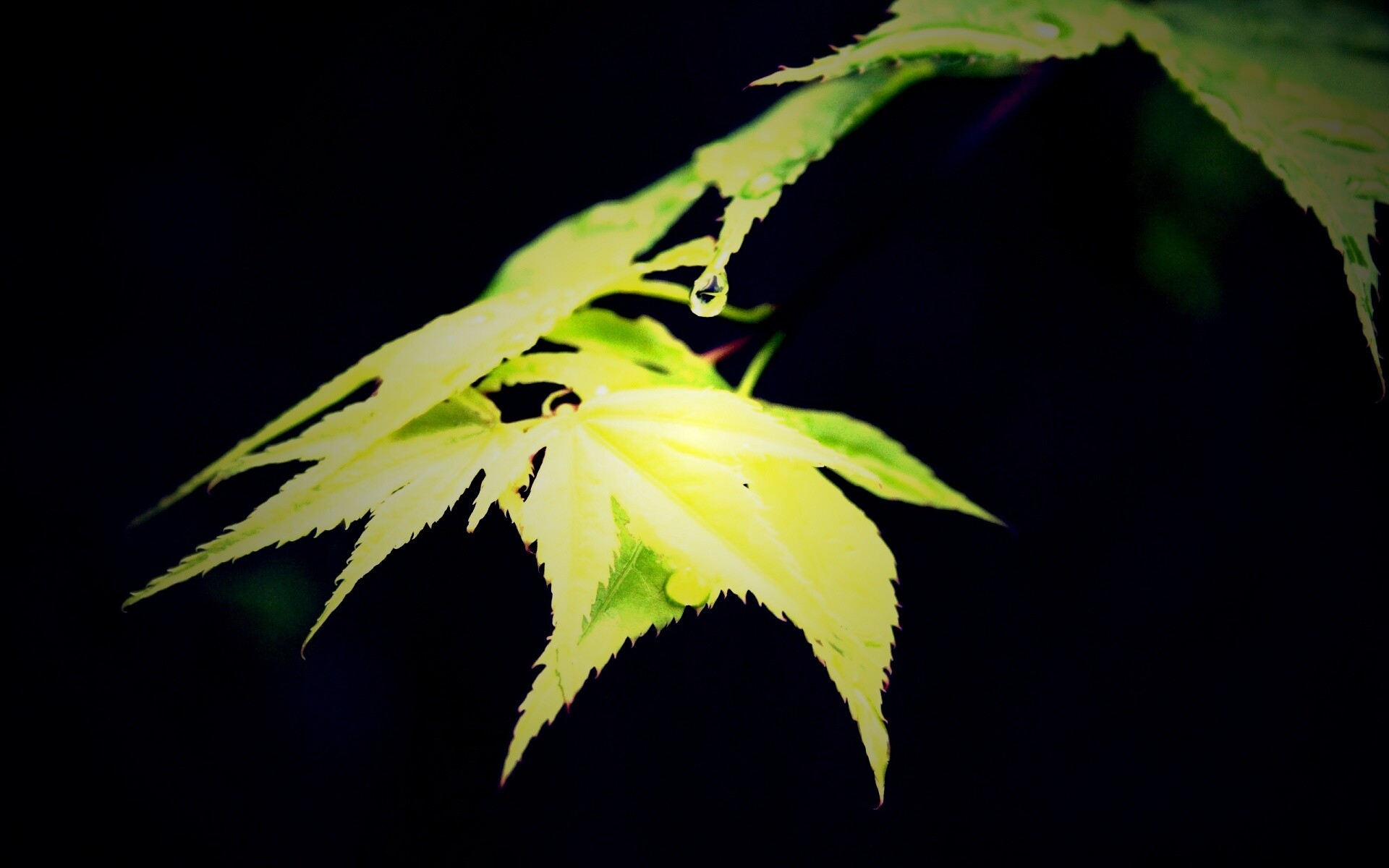 Капля на листе обои