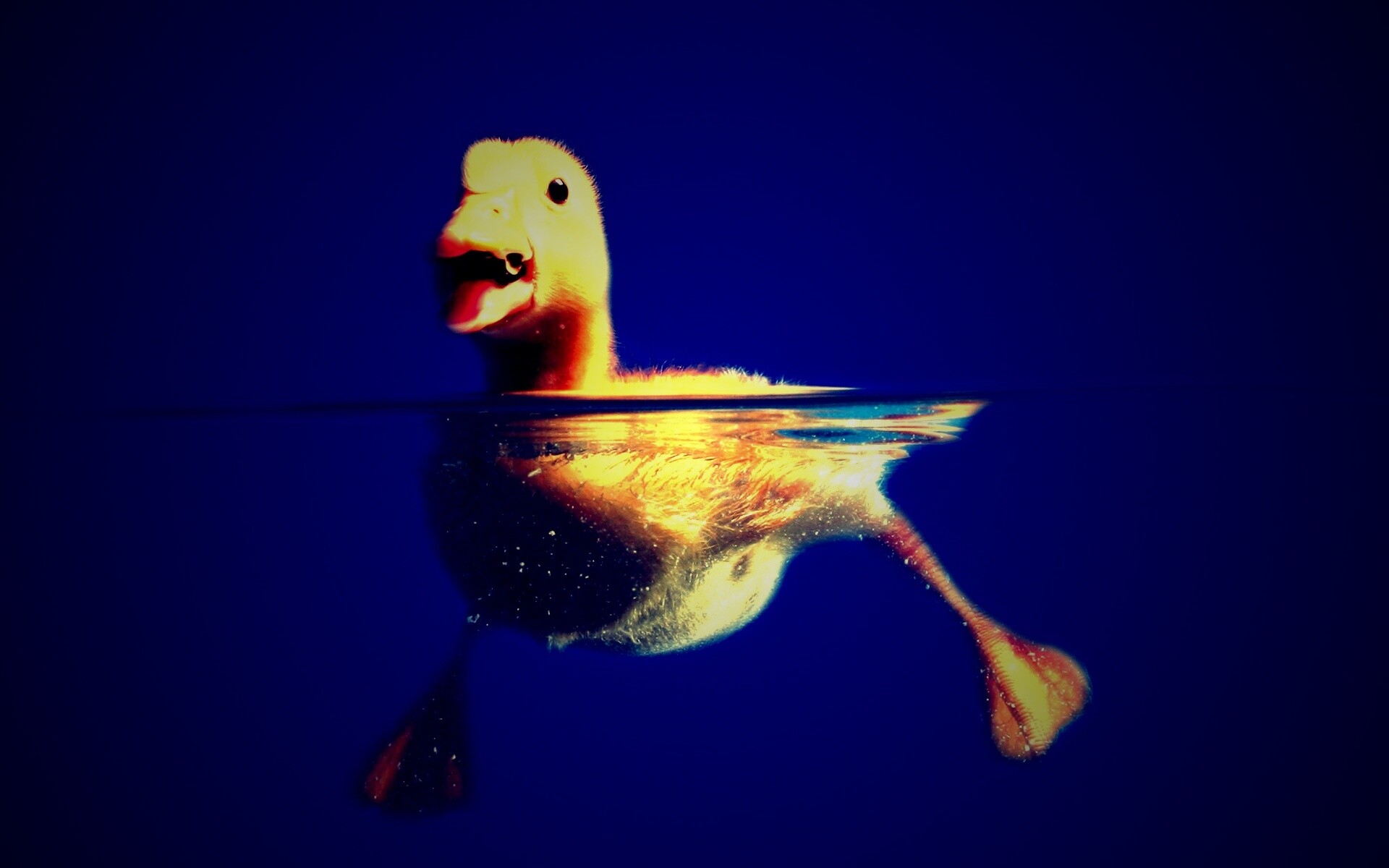 Утёнок в воде обои