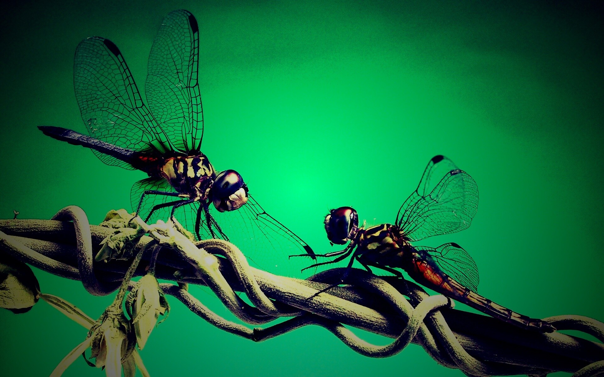 Две стрекозы обои