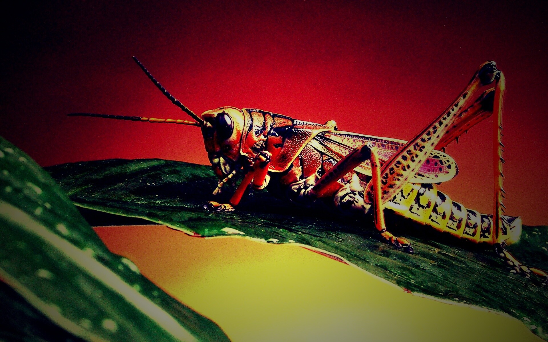 Сверчек на листе обои