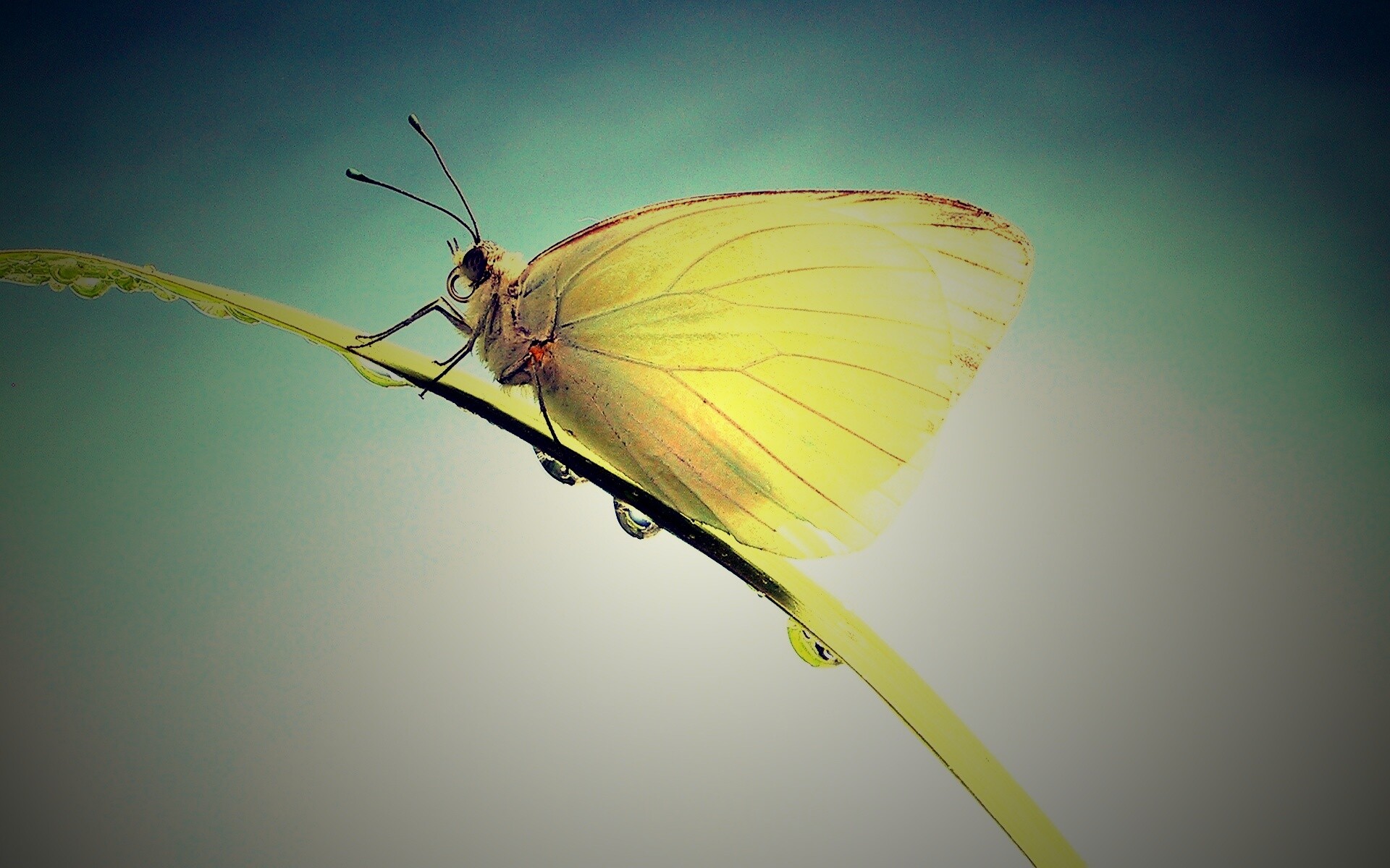 Жёлтая бабочка на стебельке обои