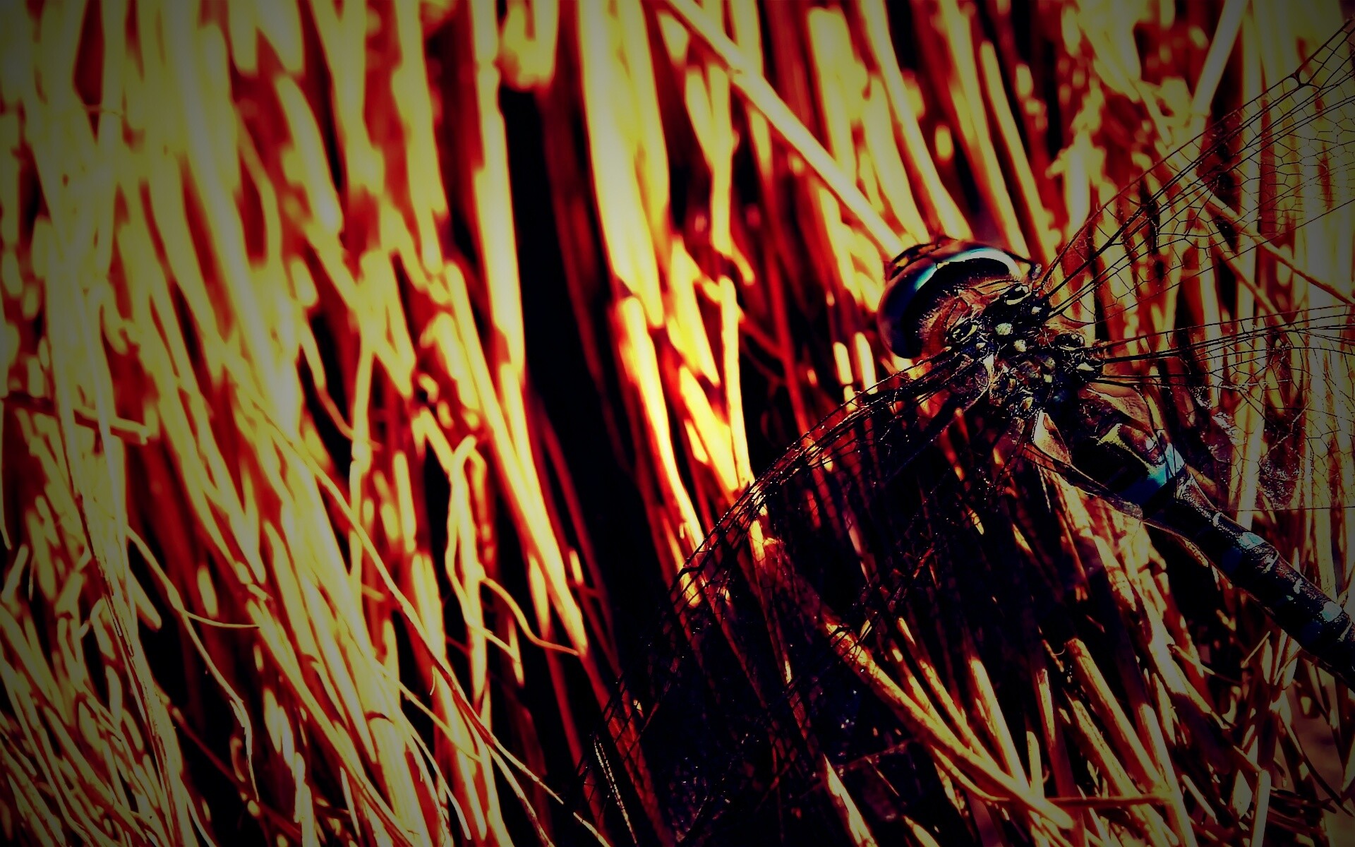 Стрекоза на сене обои