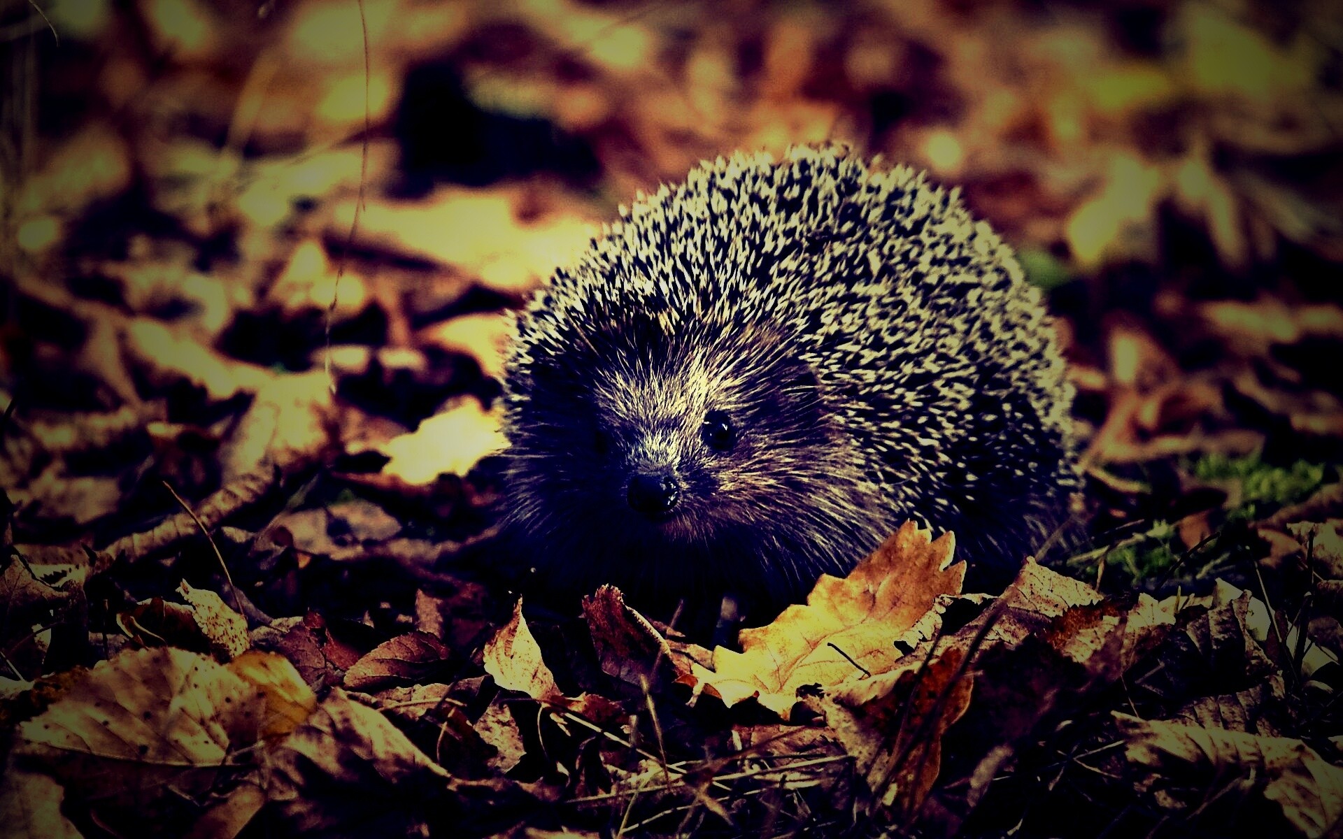 Ежик в осенней листве обои