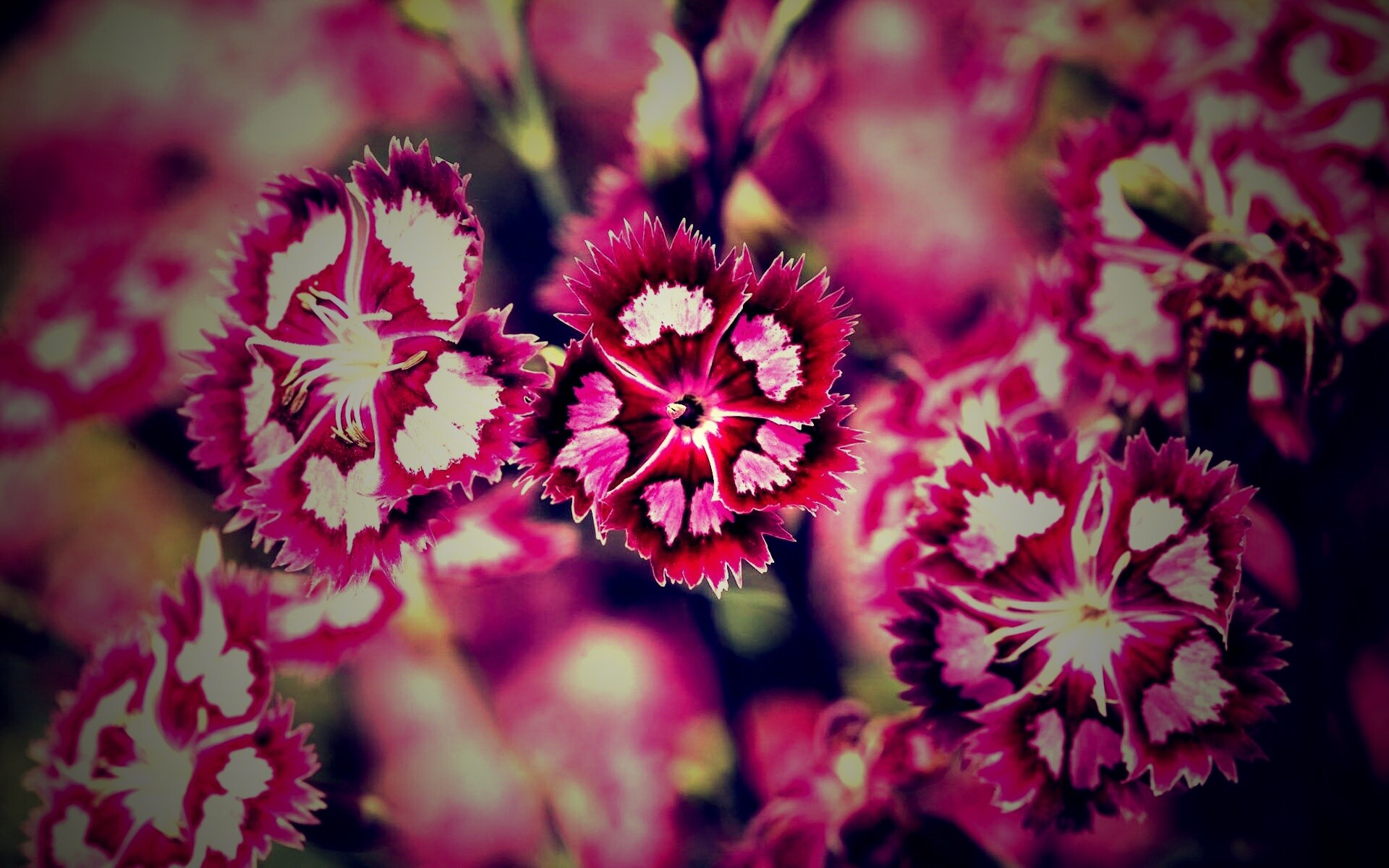 Неизвестные науке цветы обои