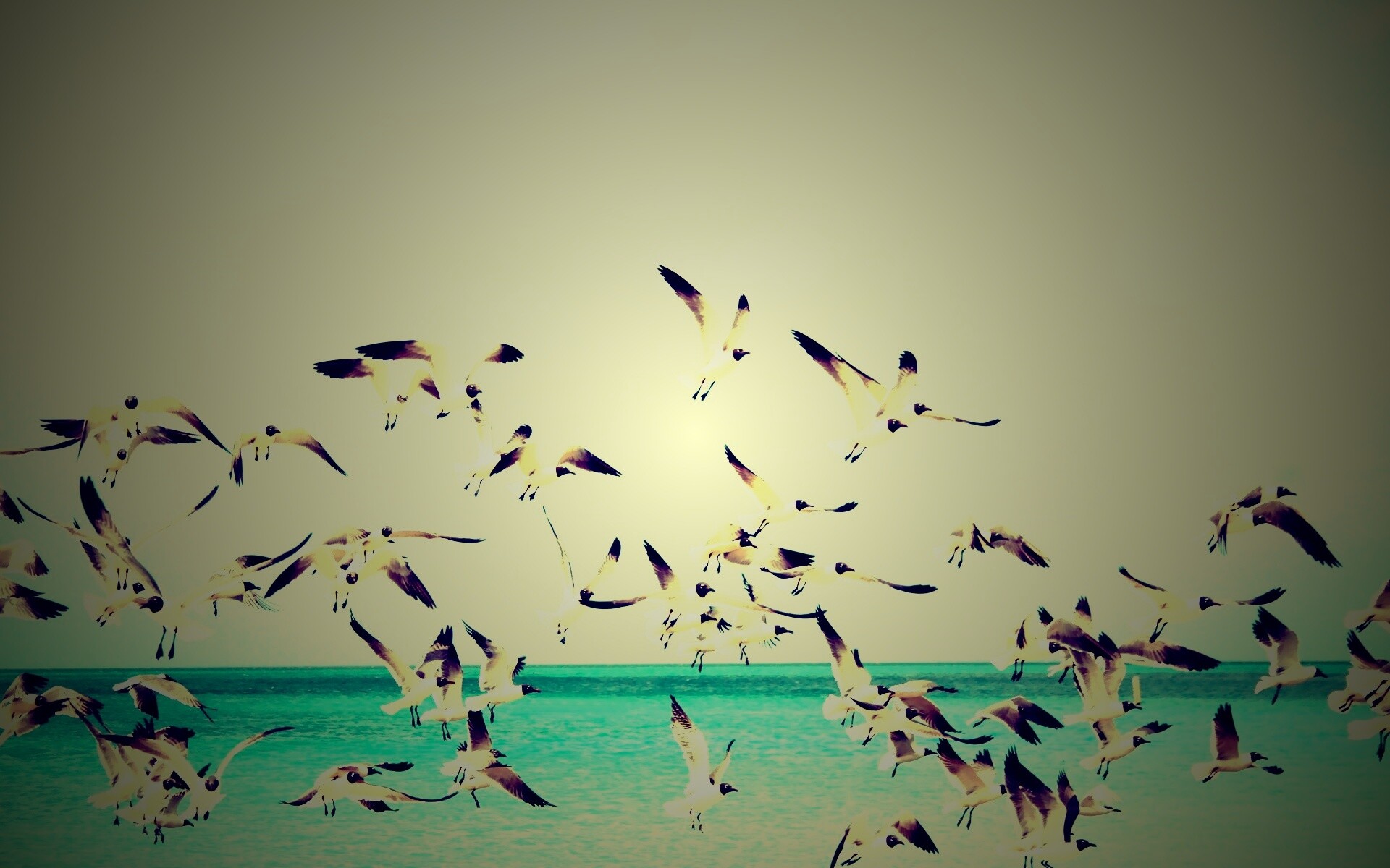 Стая взлетающих чаек обои
