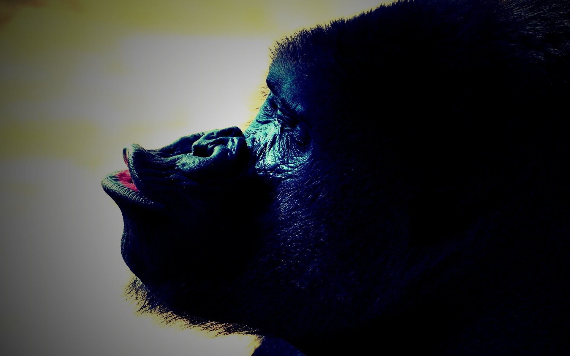 Горилла корчит рожи обои