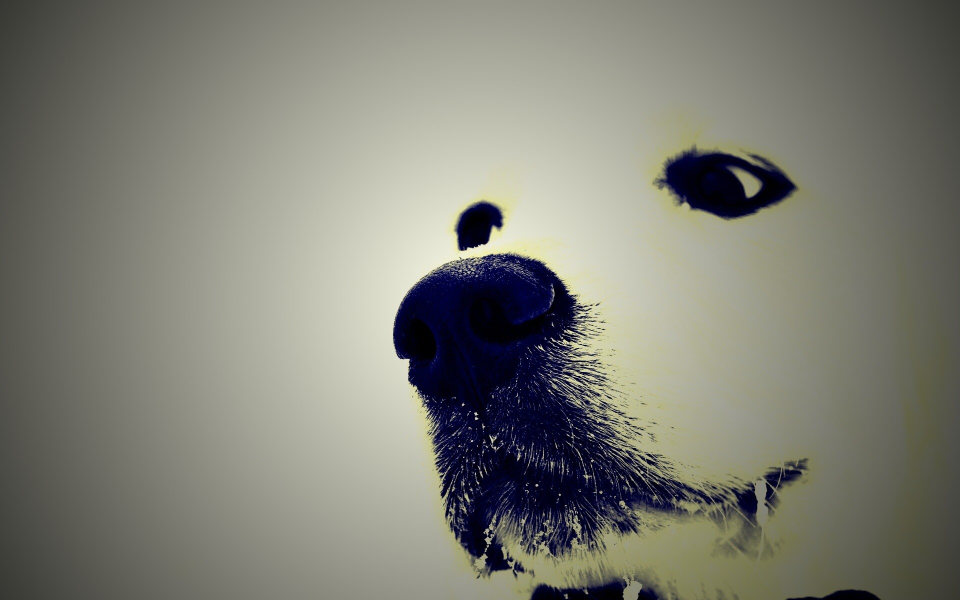 Белый пёсик обои