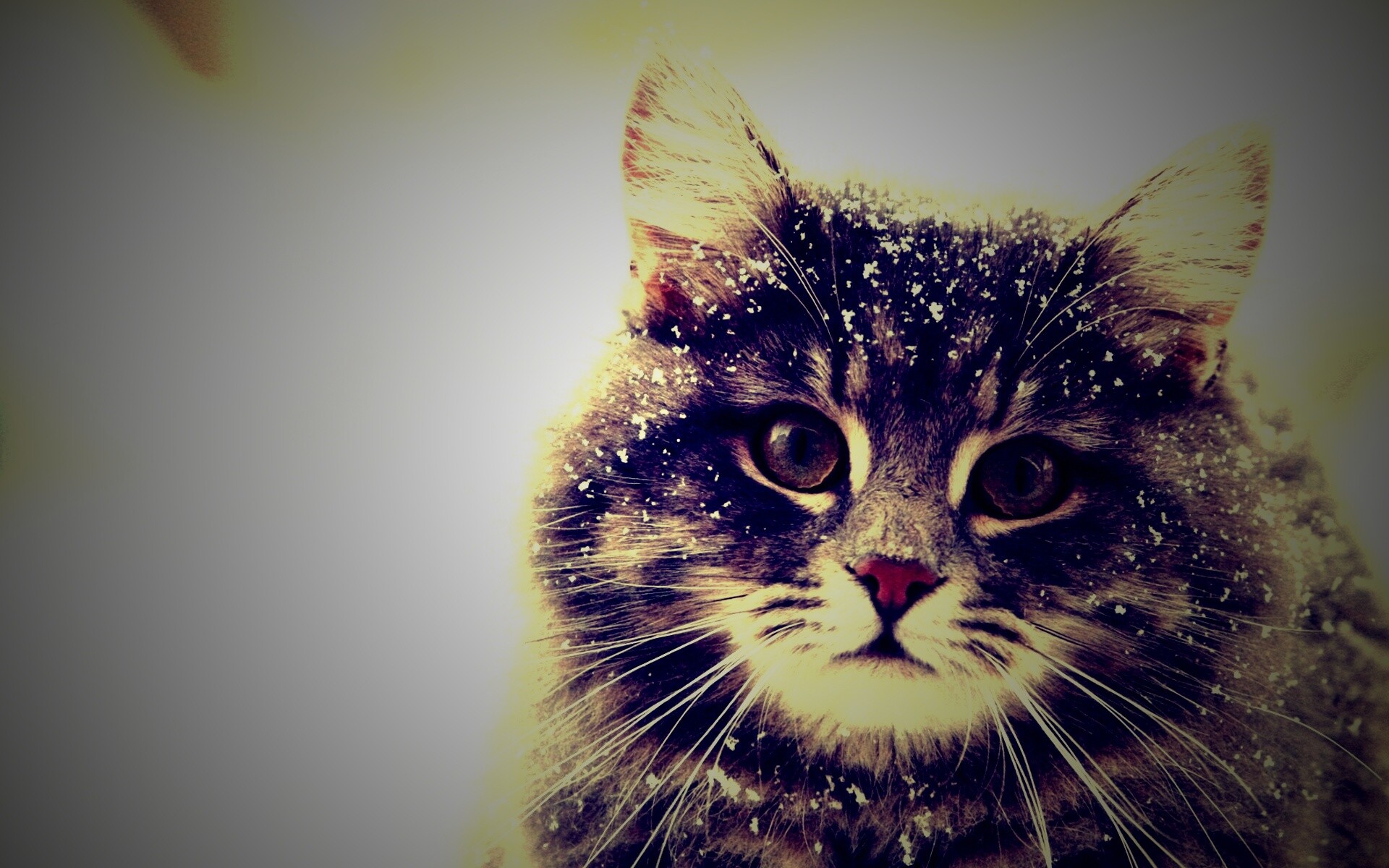 Кот в снегу обои