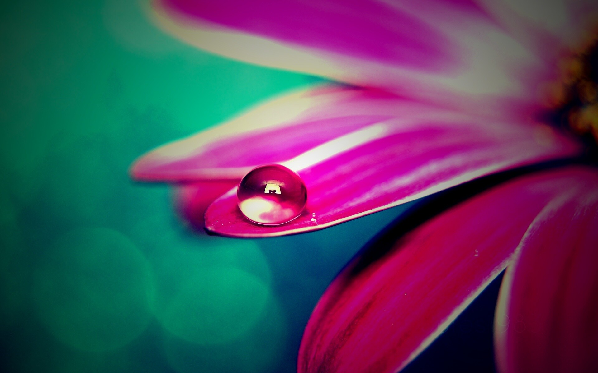 Капля на лепестке обои