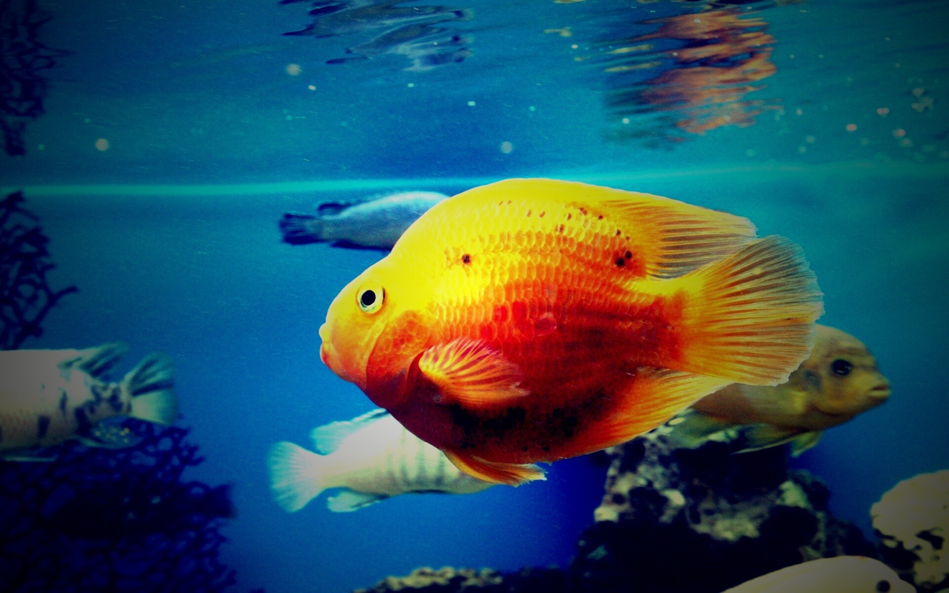 Жёлтая рыбка обои