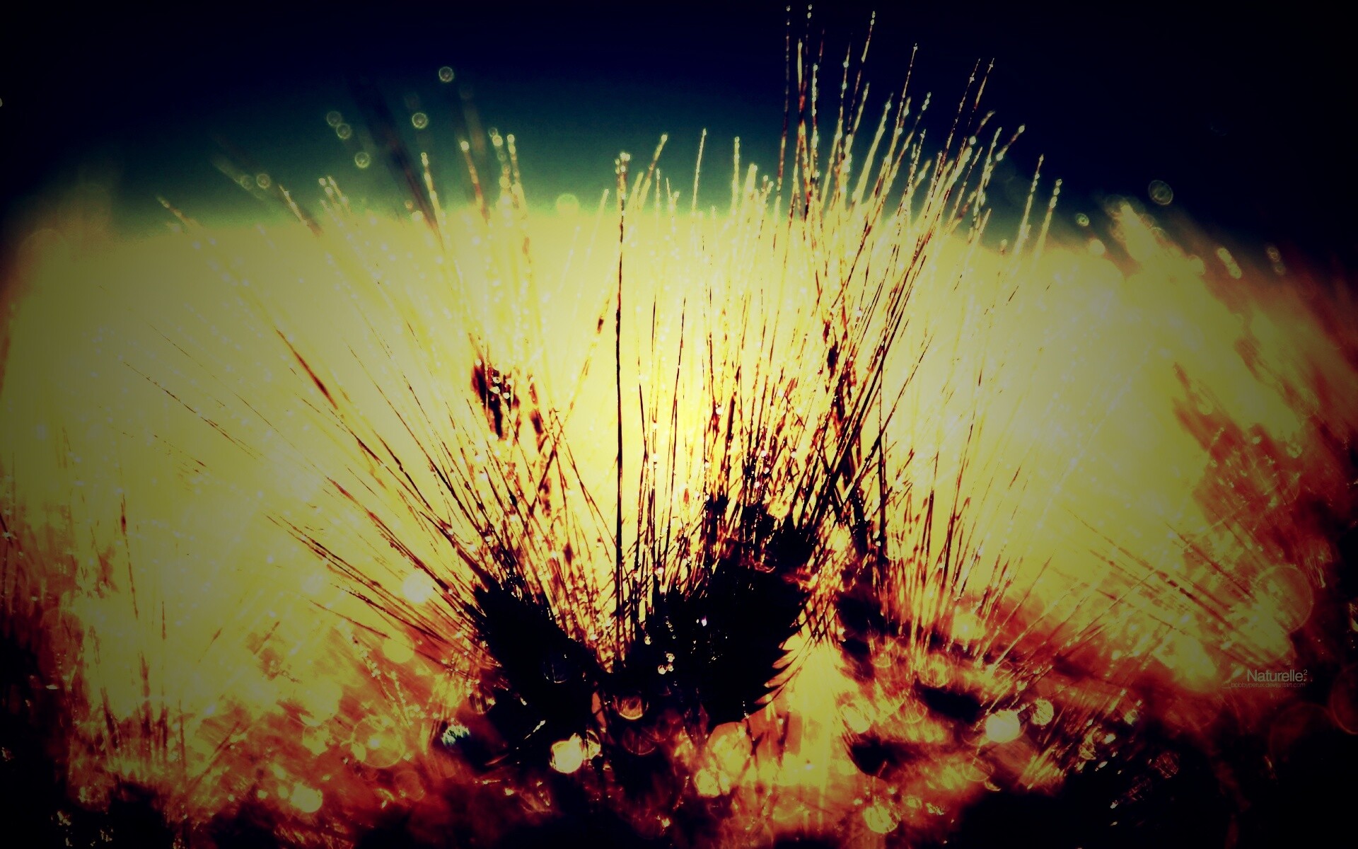 Трава на солнце обои