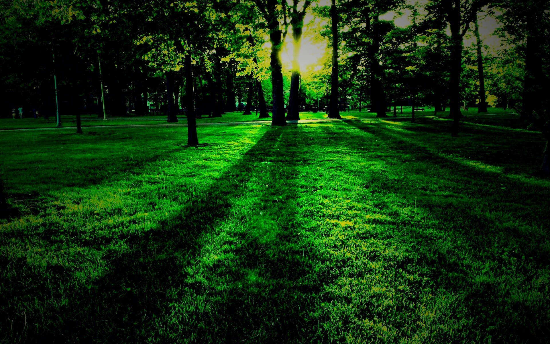 Лучи солнца сквозь листву деревьев обои