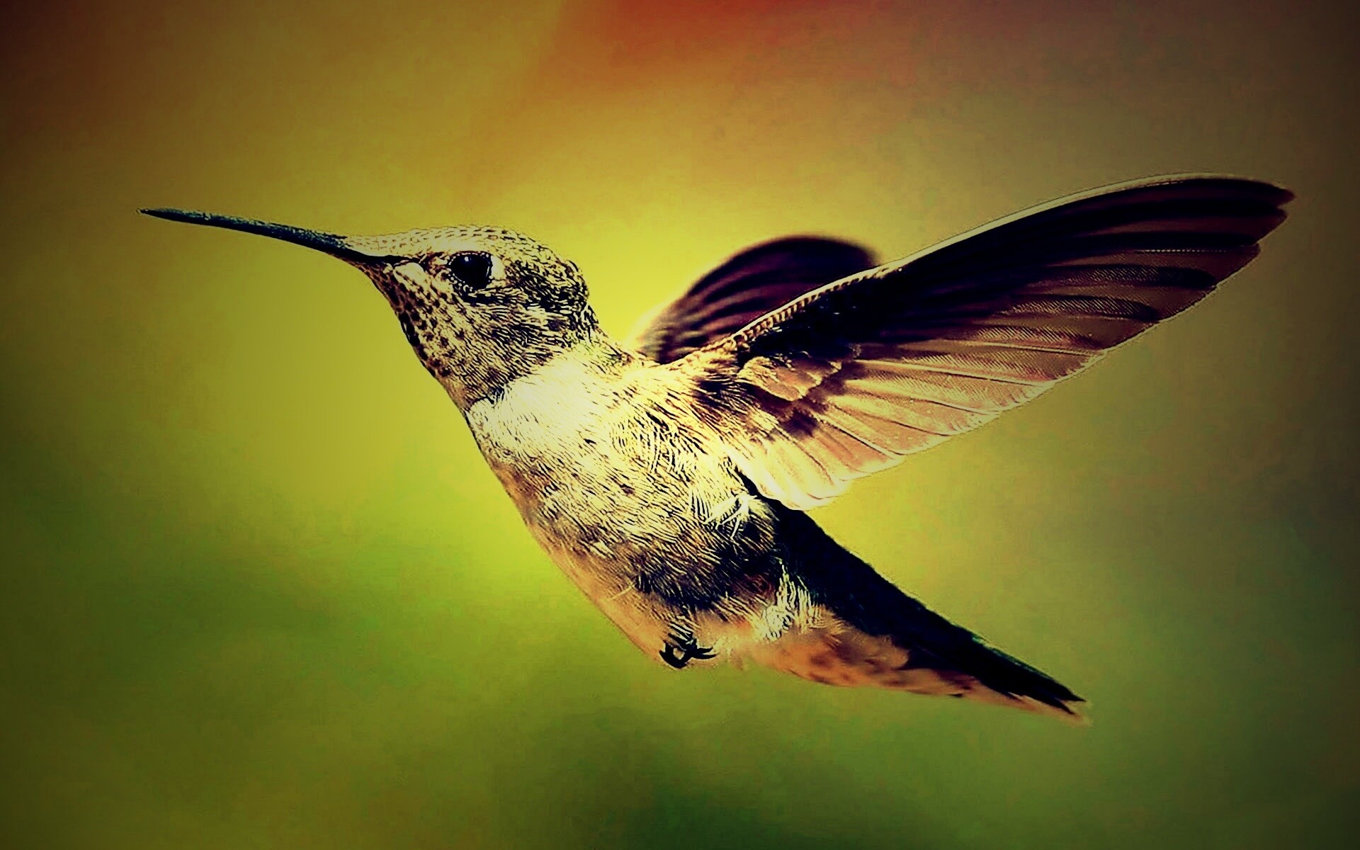 Колибри в полёте обои