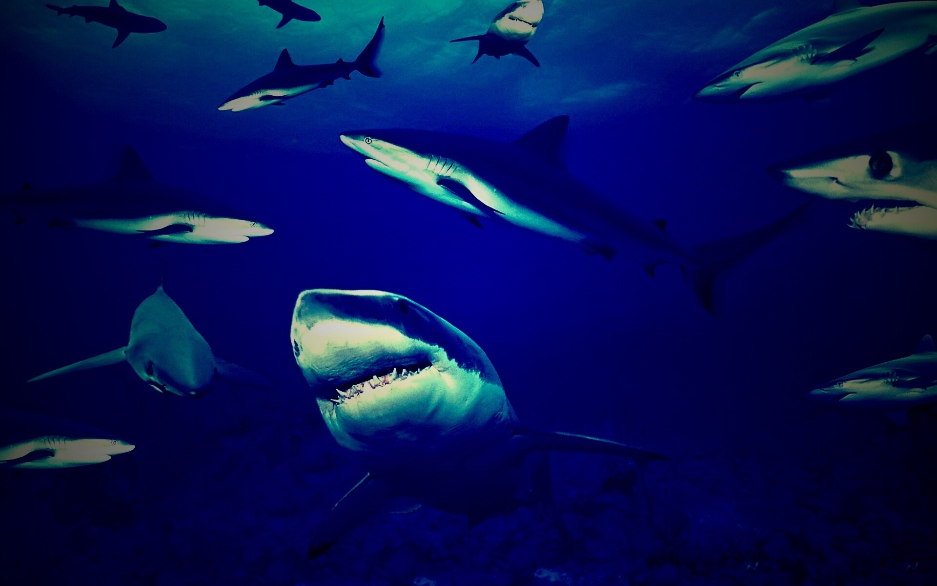 Стая акул обои