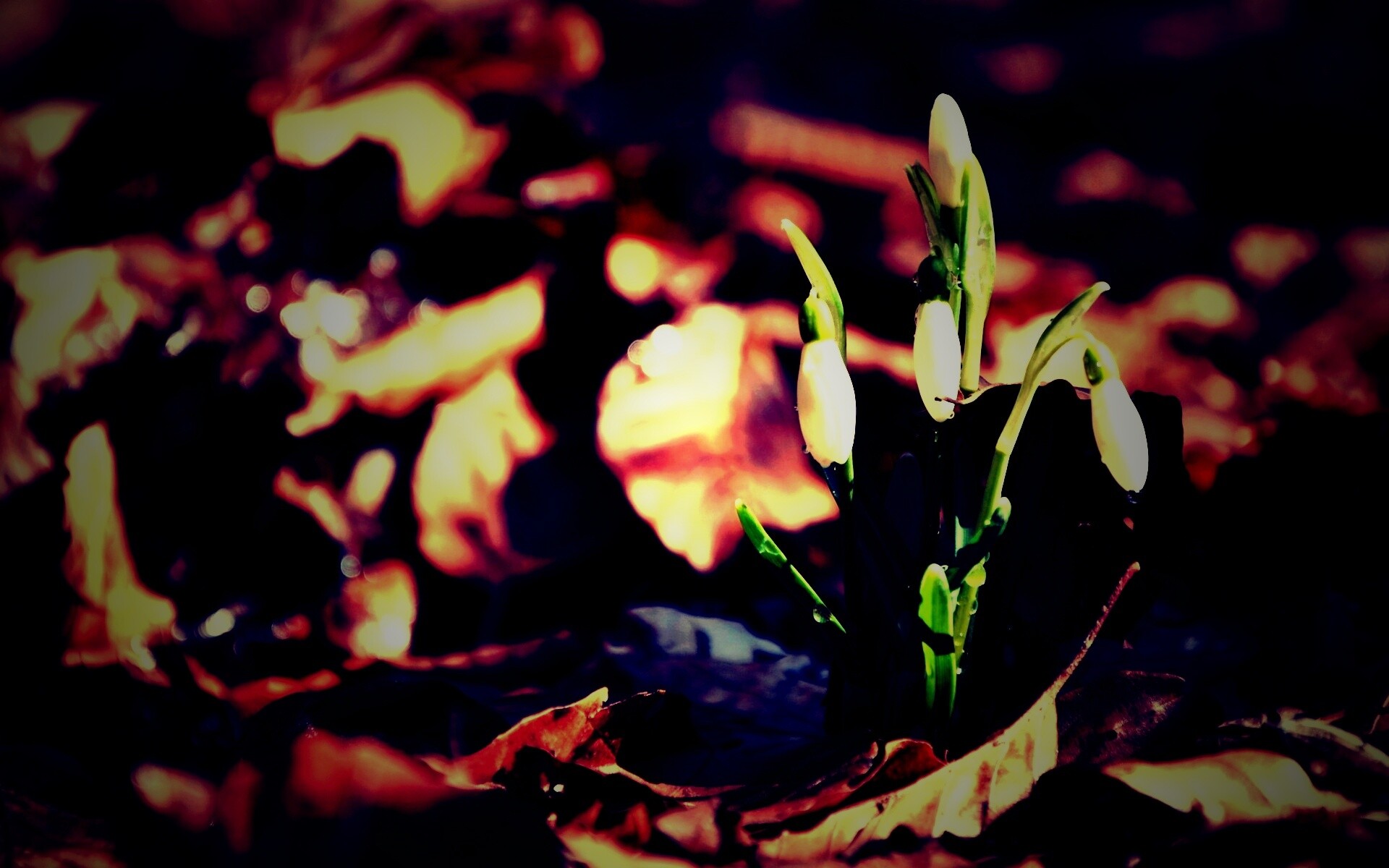 Первые весенние цветы обои