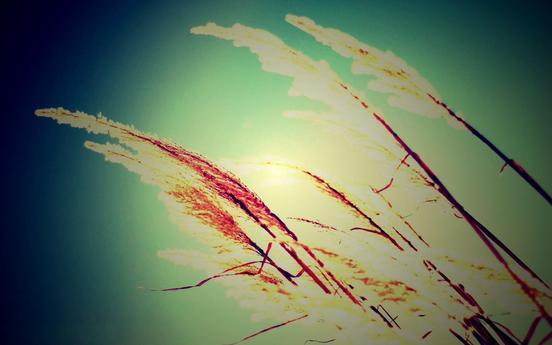 Солнце играет на степном ковыле обои