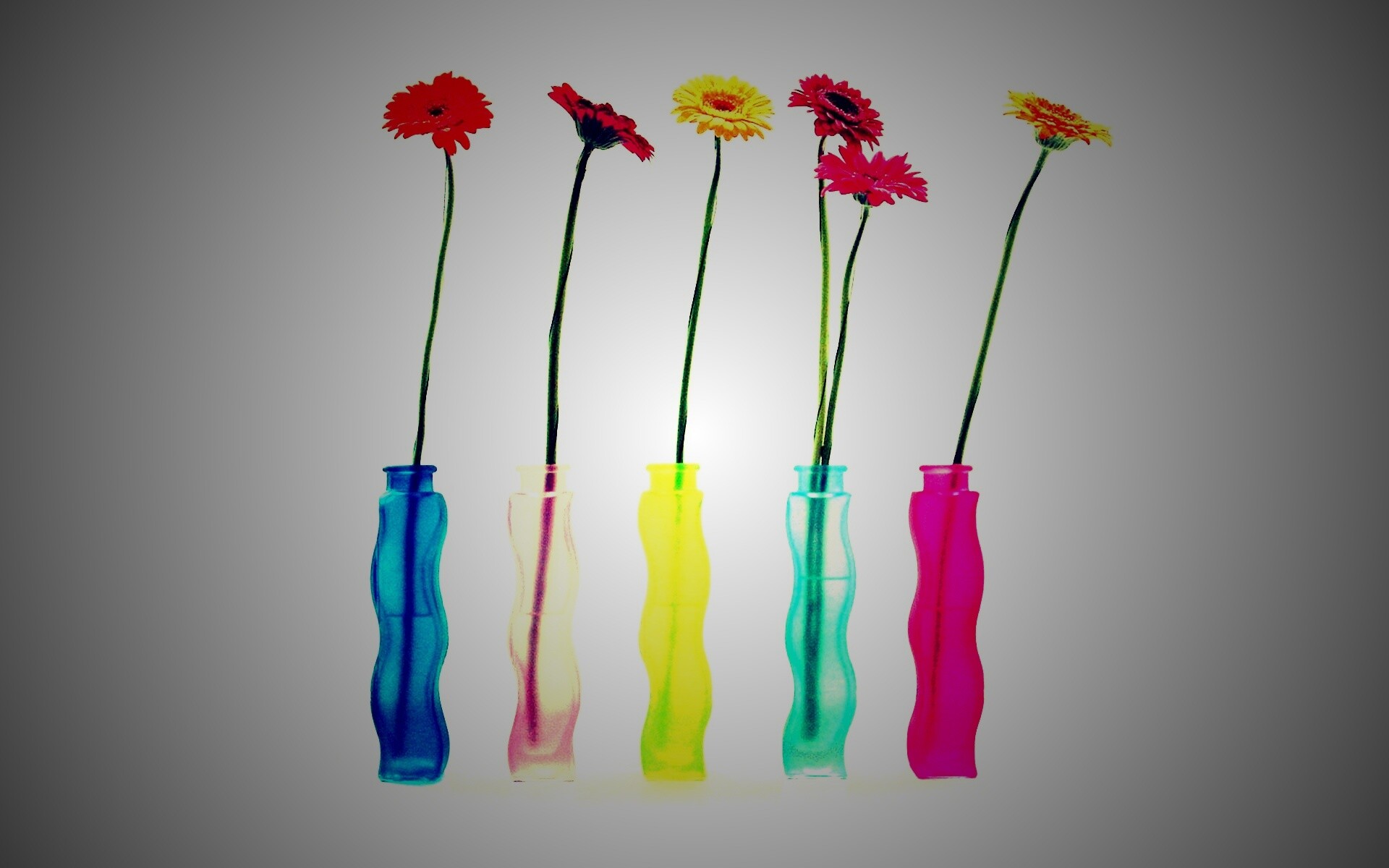 Герберы в изогнутых вазах обои