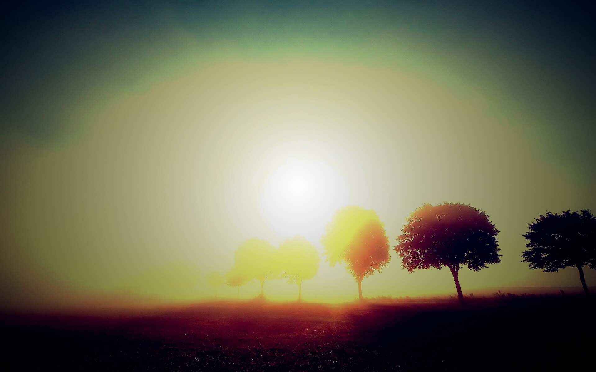 Деревья в поле обои