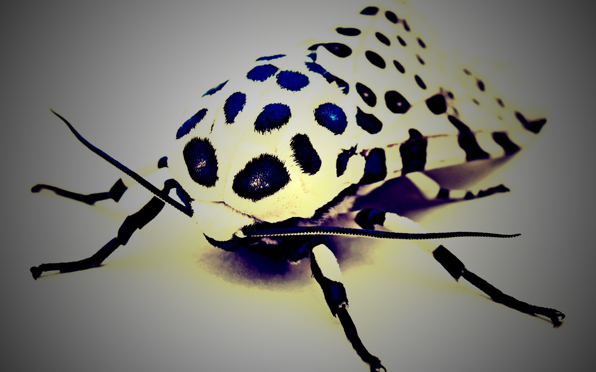 Пятнистая бабочка обои