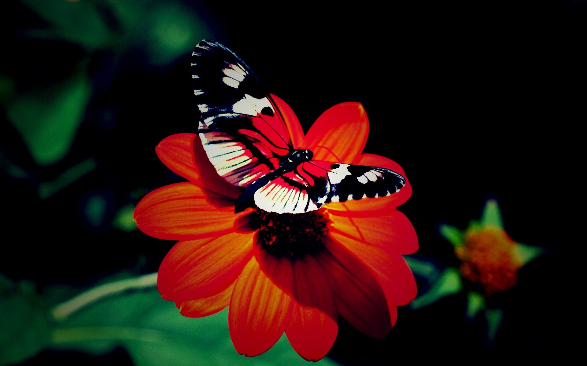 Бабочка на цветке обои