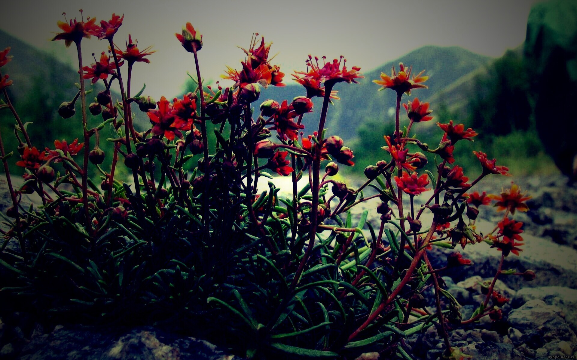 Горные цветы обои