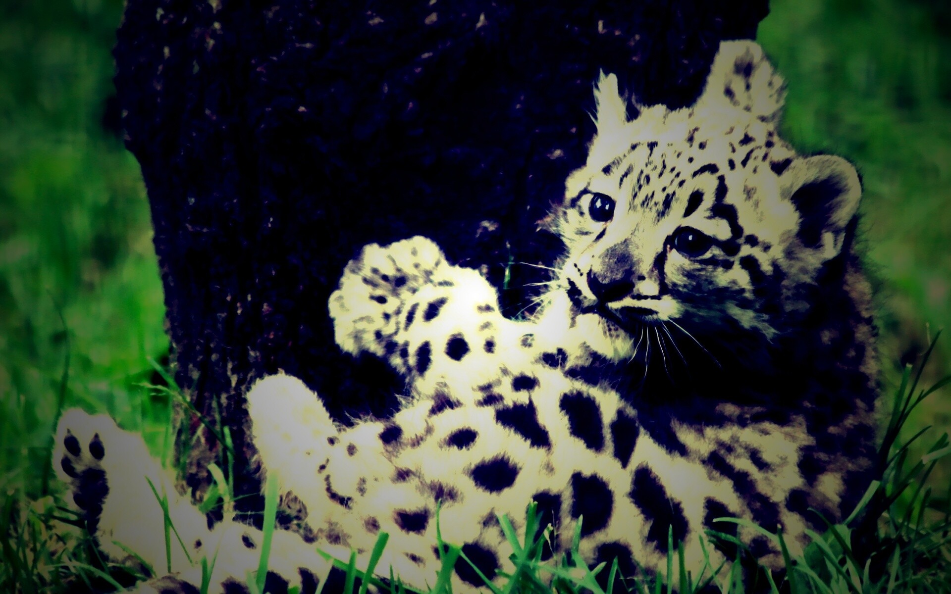 Котенок большой дикой кошки обои